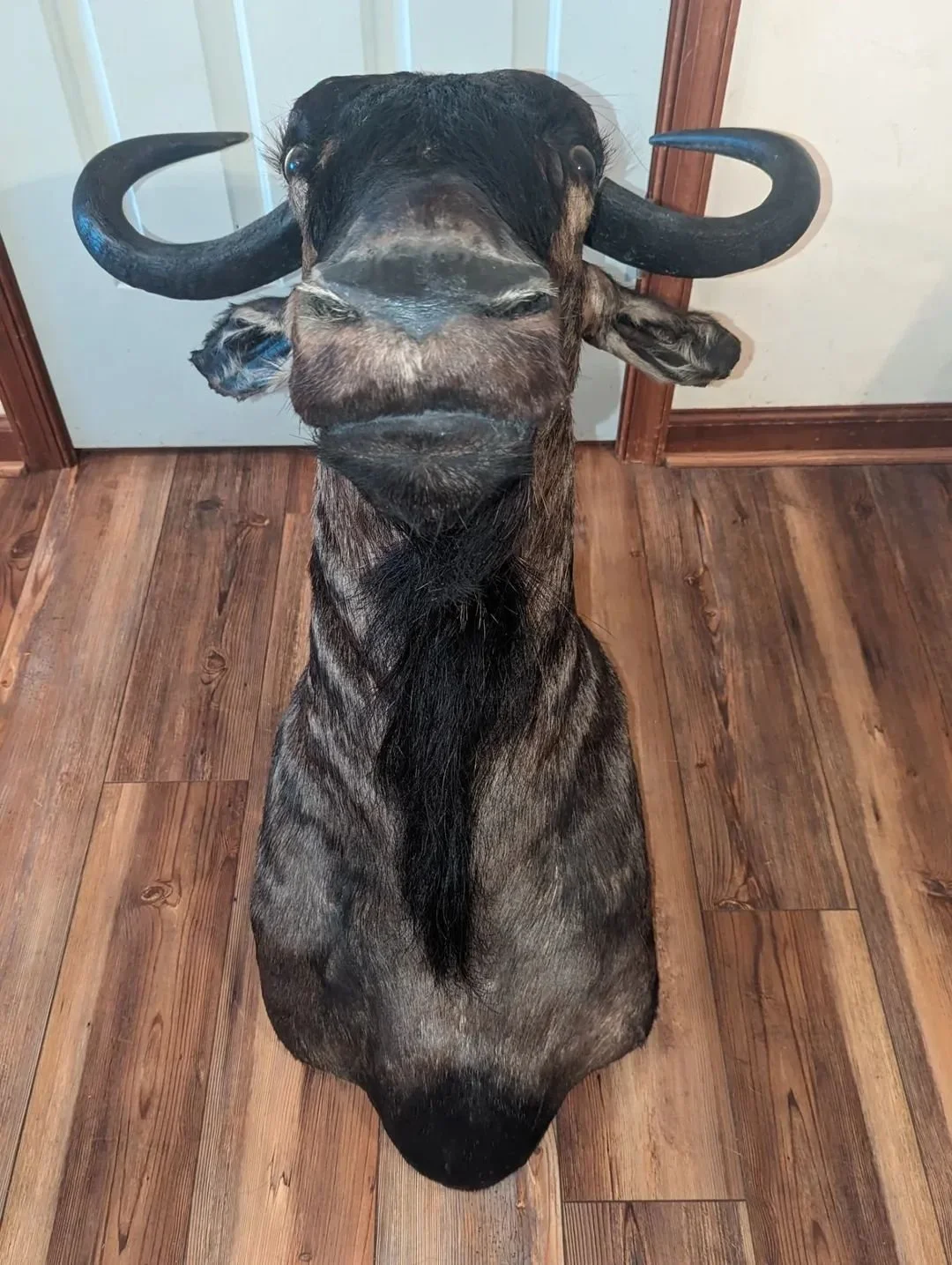 Blue Wildebeest Taxidermy Shoulder Mount