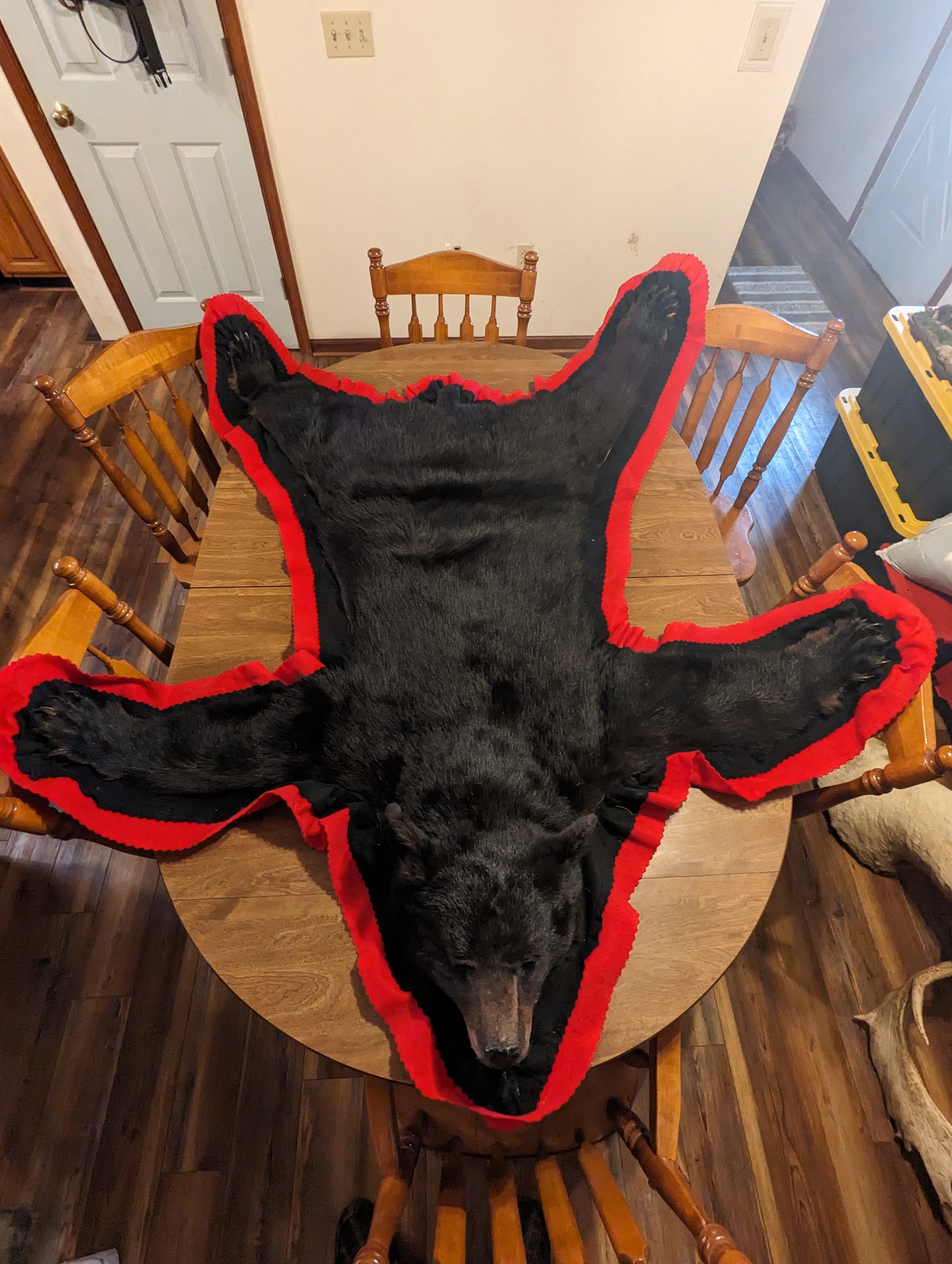 Taxidermy Black Bear Rug 04