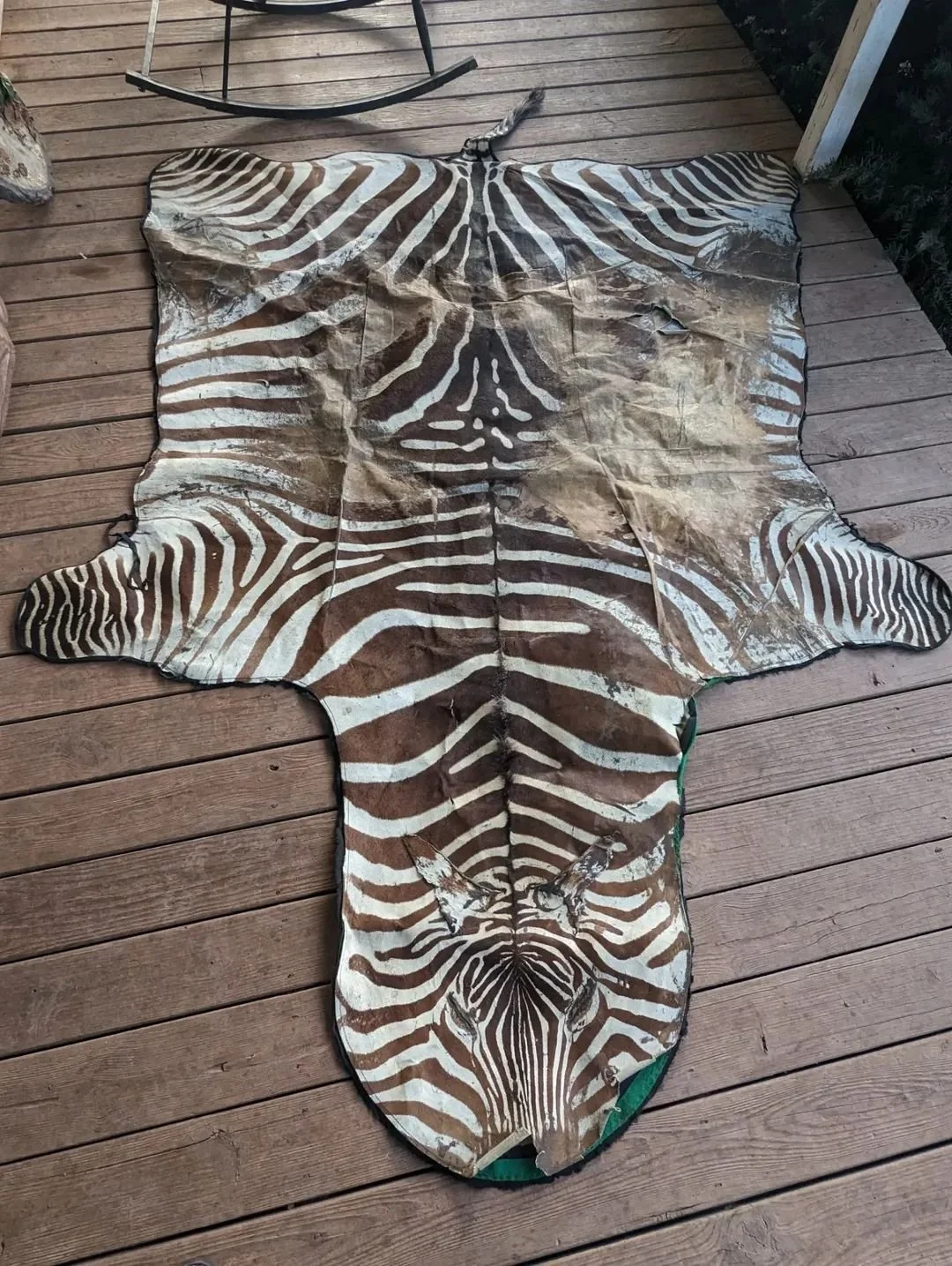 Worn Zebra skin rug