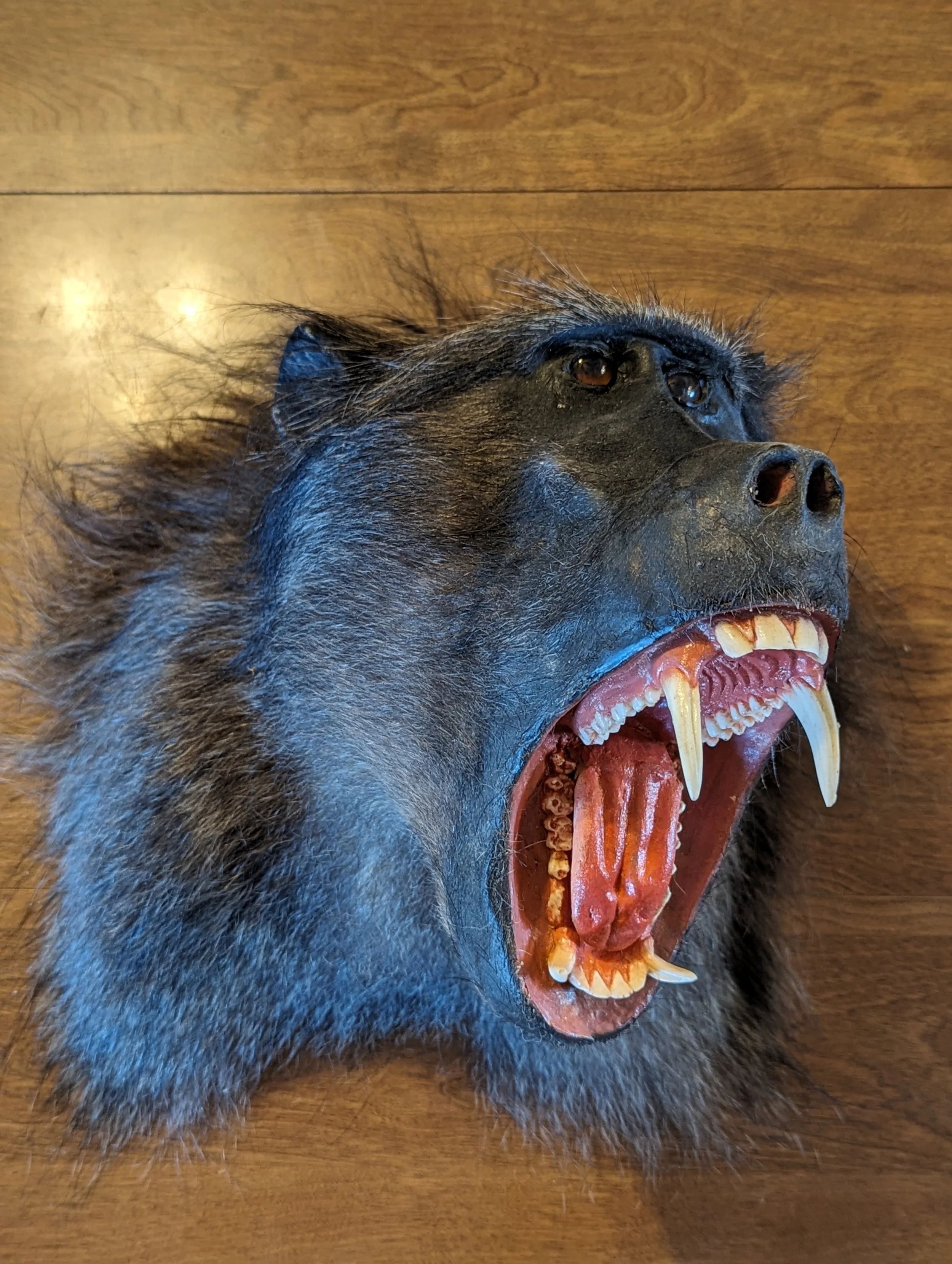 Taxidermy Male Baboon Shoulder Mount with Reproduction teeth
