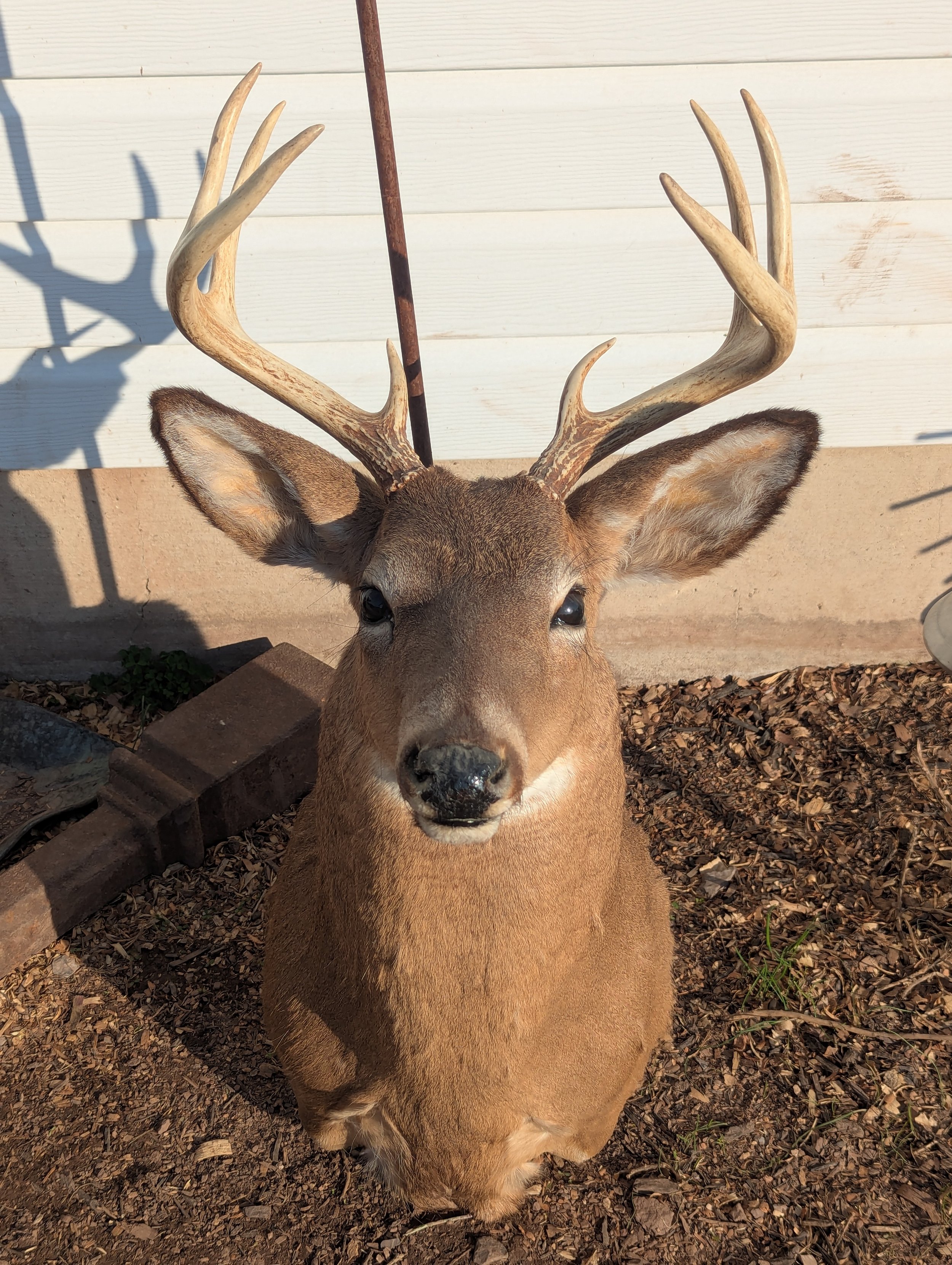 Taxidermy Whitetail Deer Shoulder Mount