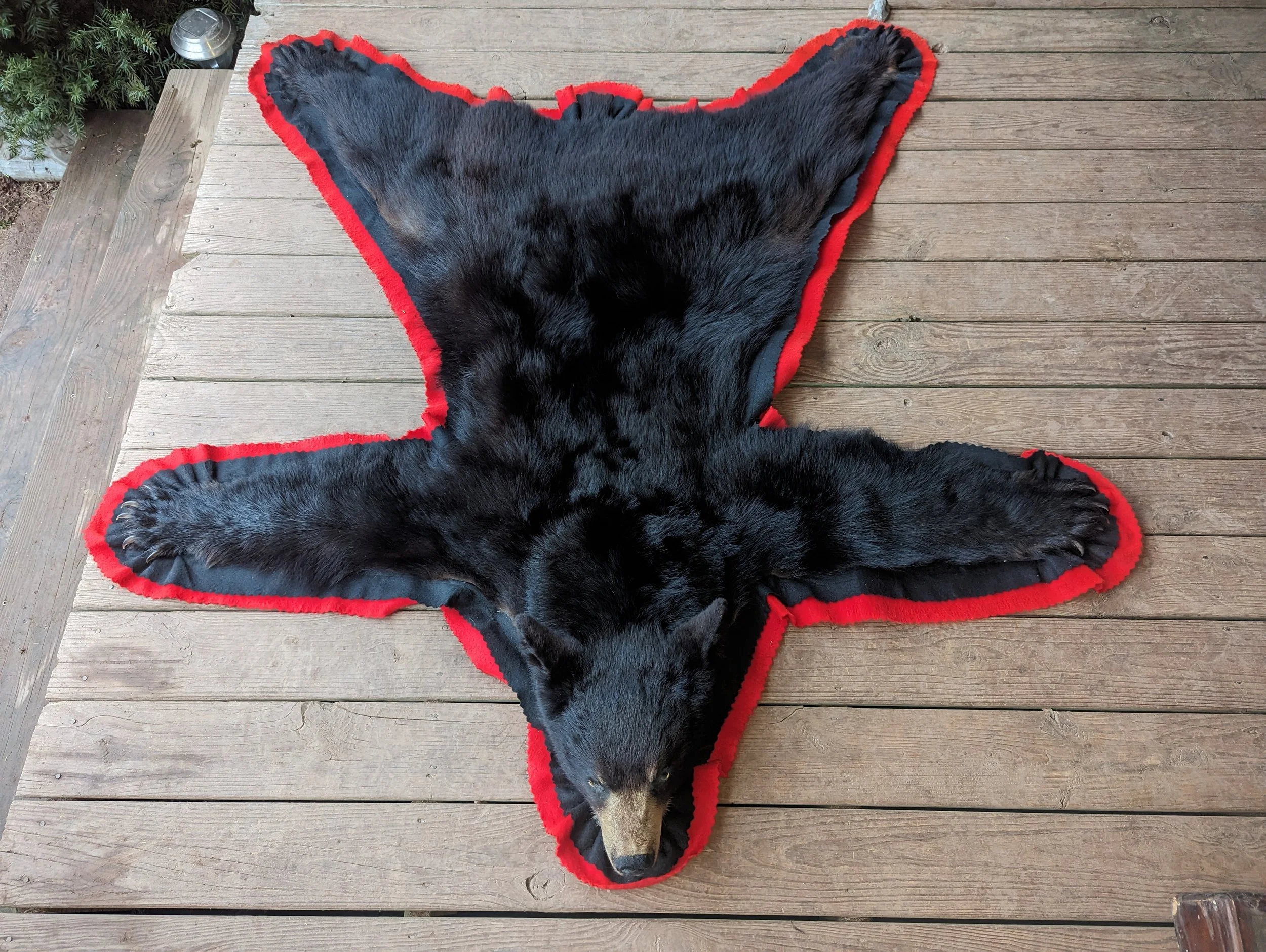 A3 Taxidermy Black Bear Rug 60x63