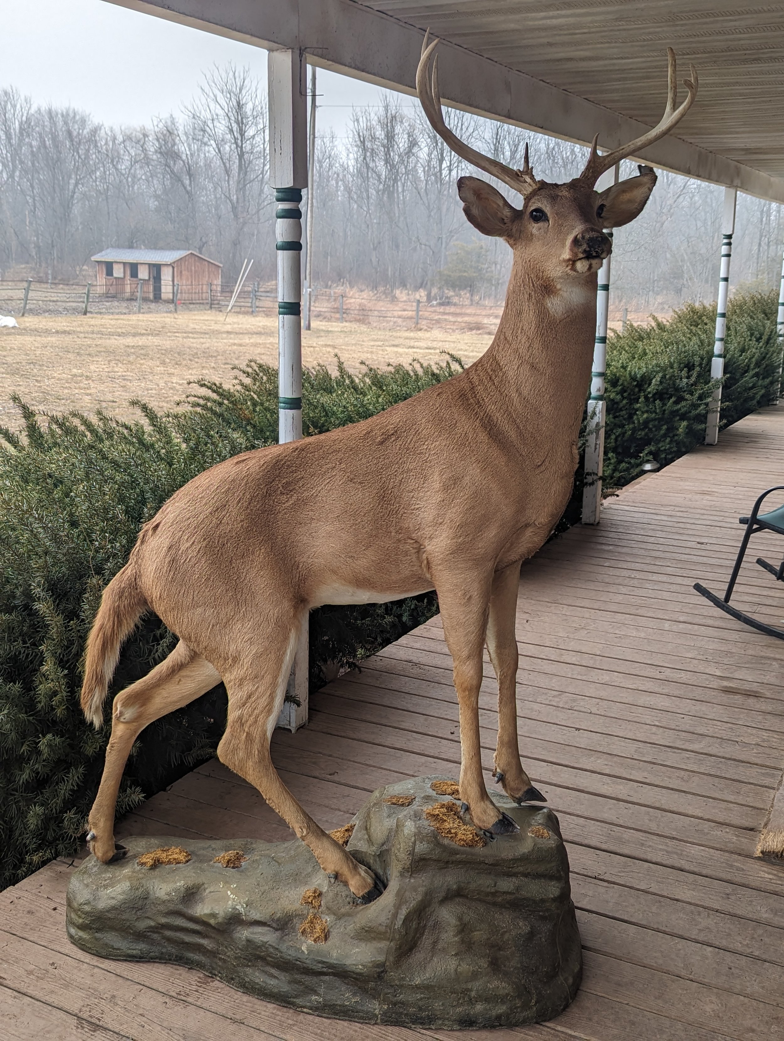Lifesize Whitetail Deer Taxidermy Mount