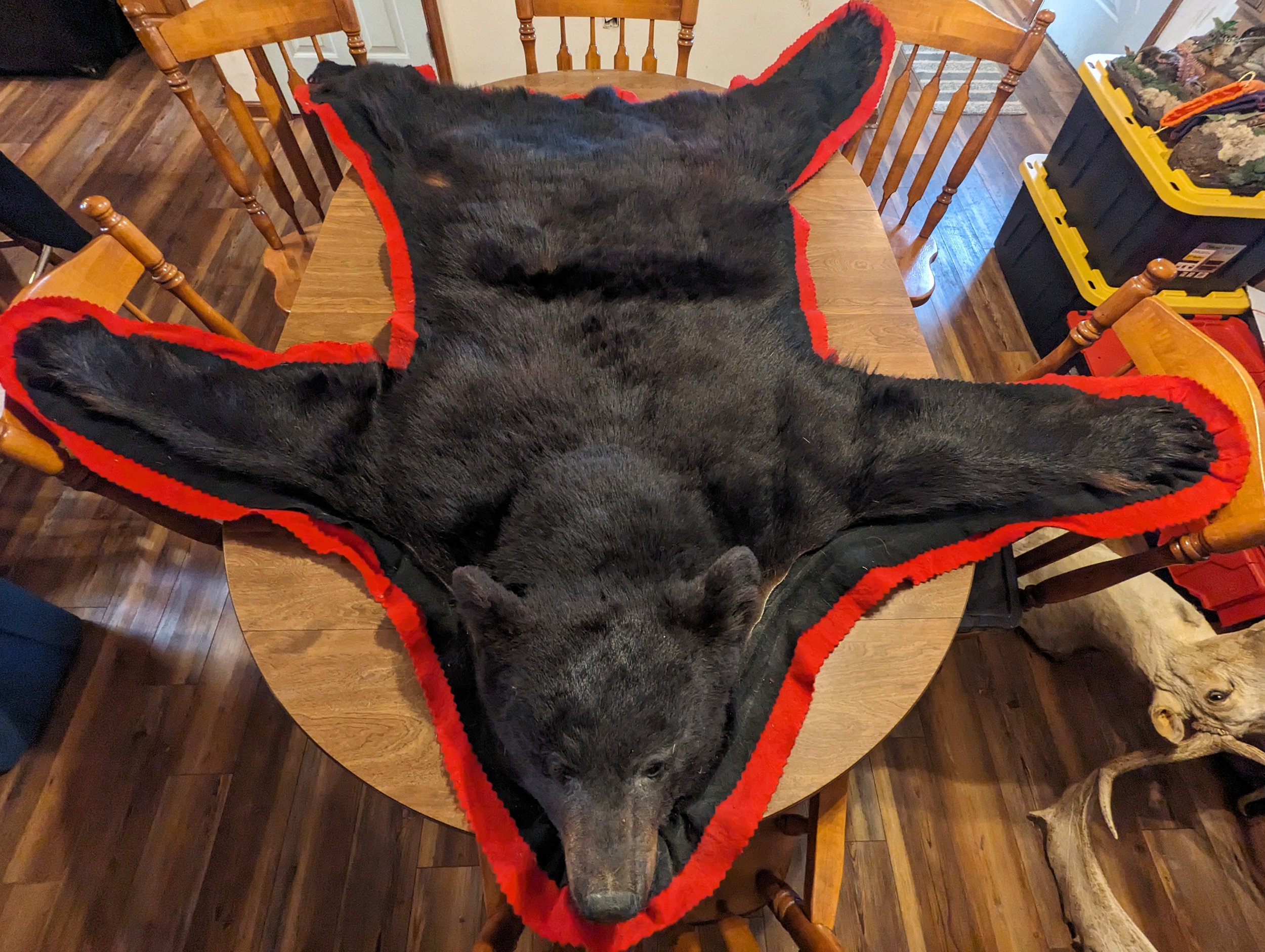 Taxidermy Black Bear Rug 07