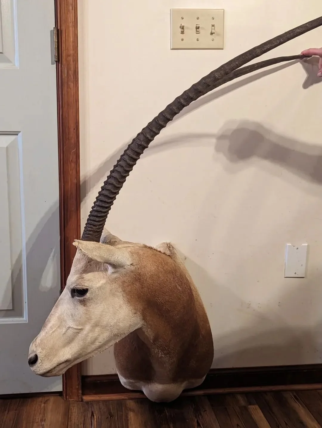 Scimitar Horned Oryx Damaged Shoulder Mount