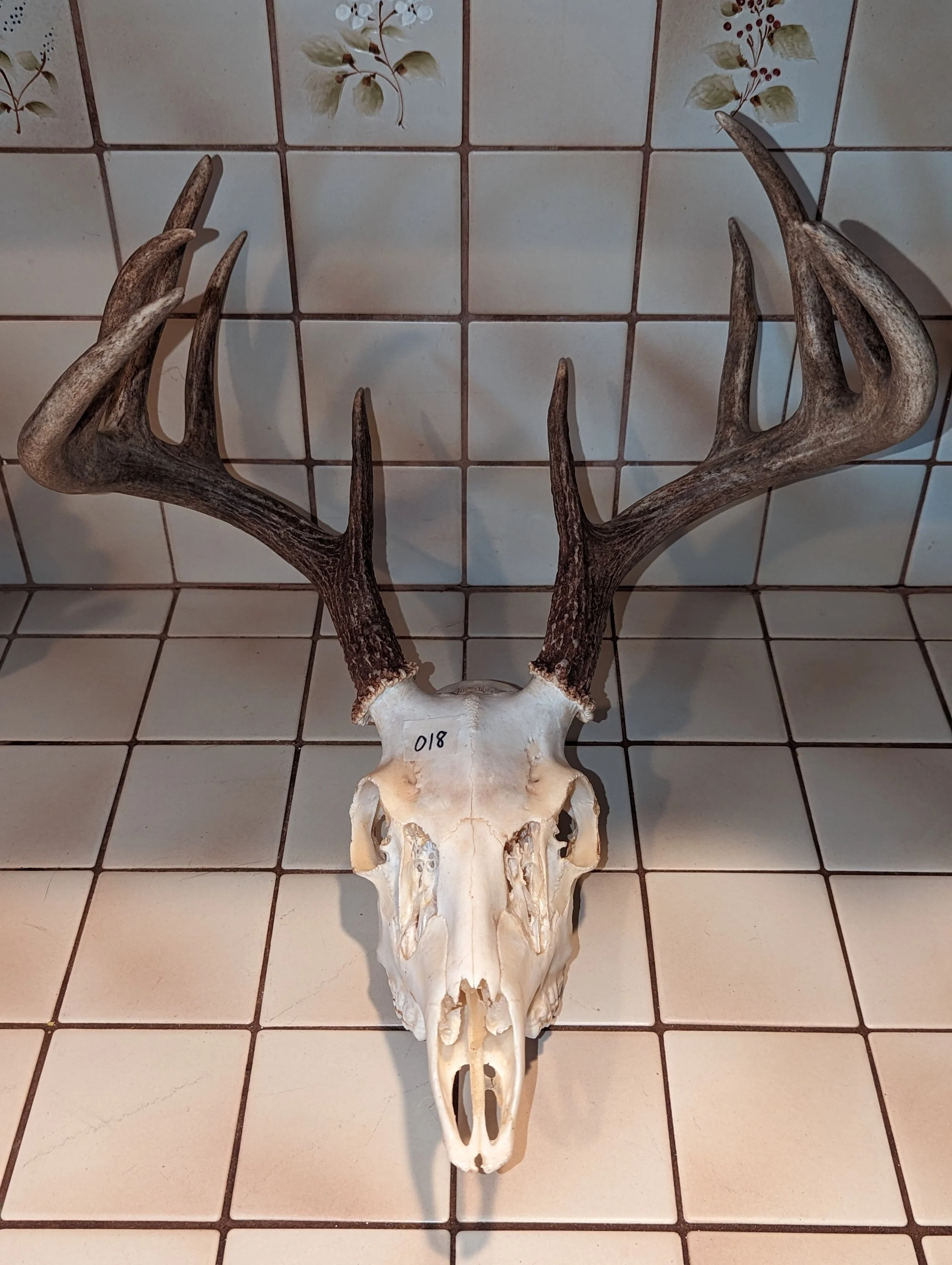 Whitetail Deer Skull 018