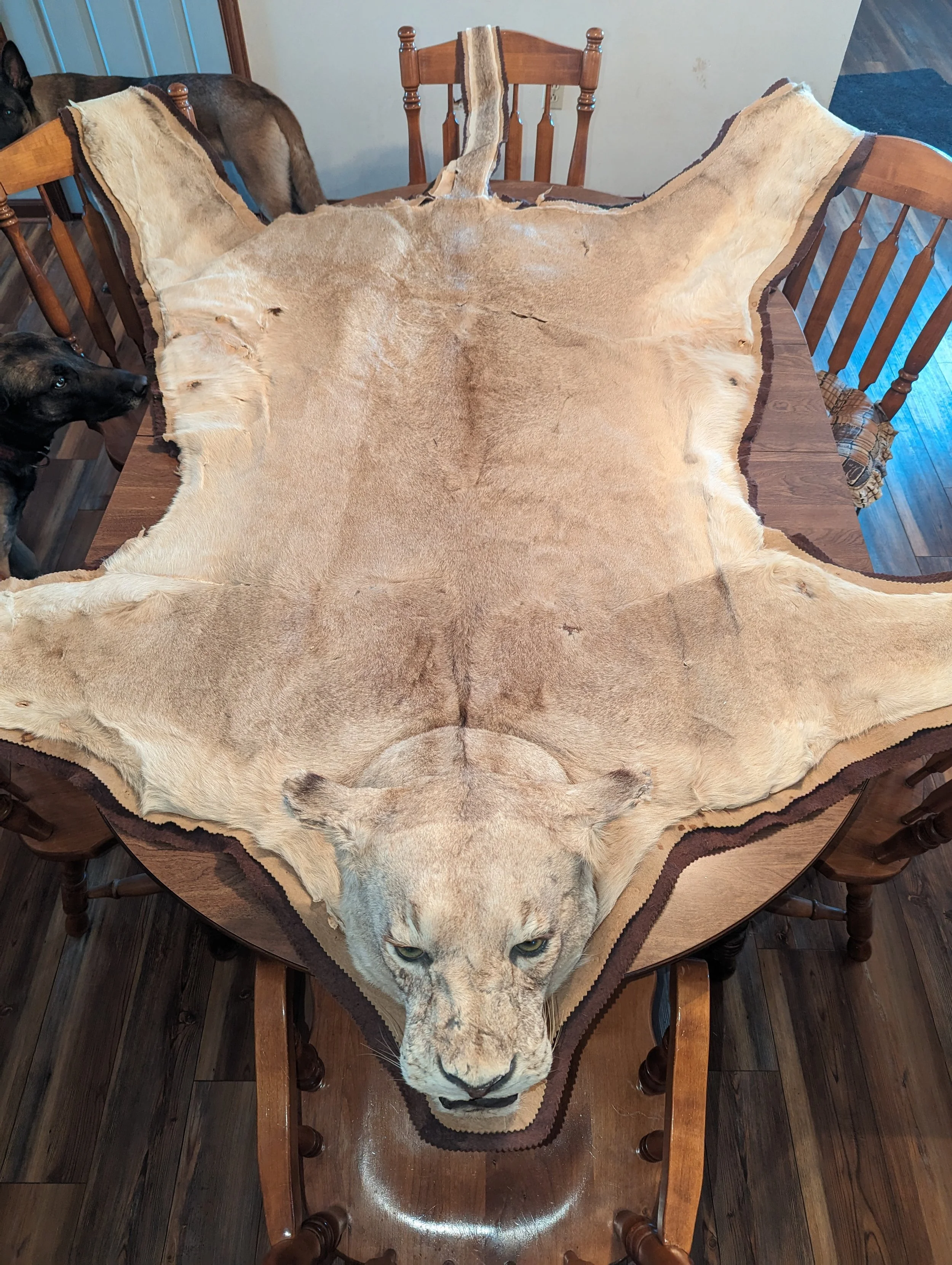 Female African Lion Lioness Taxidermy Rug 1970s