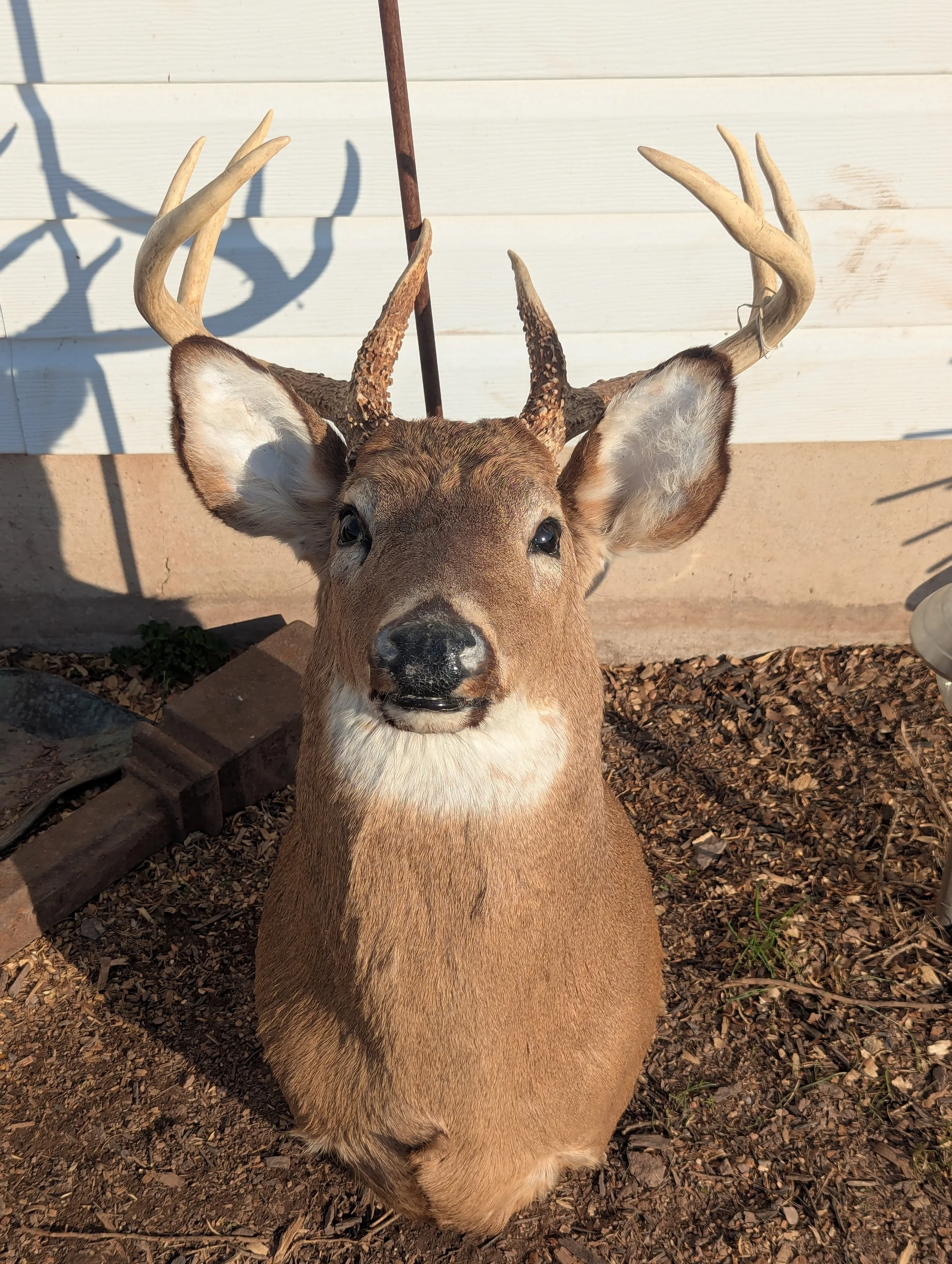 Taxidermy Whitetail Deer Shoulder Mount