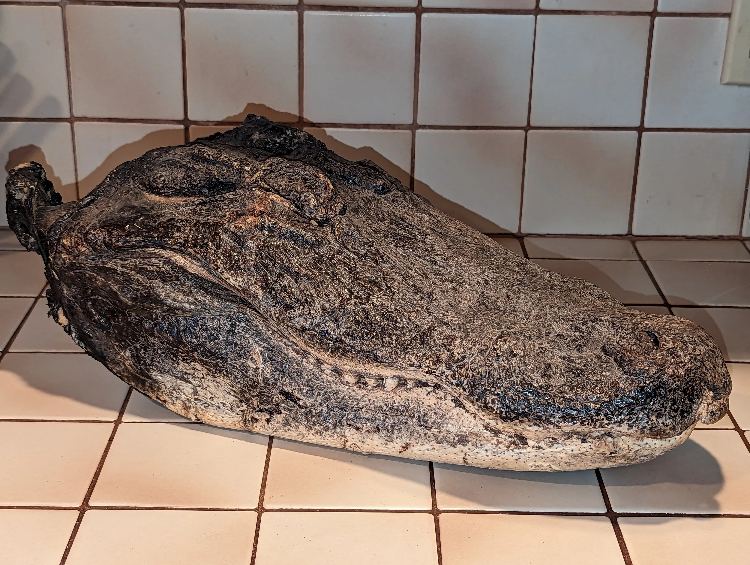 As is Alligator Preserved Head