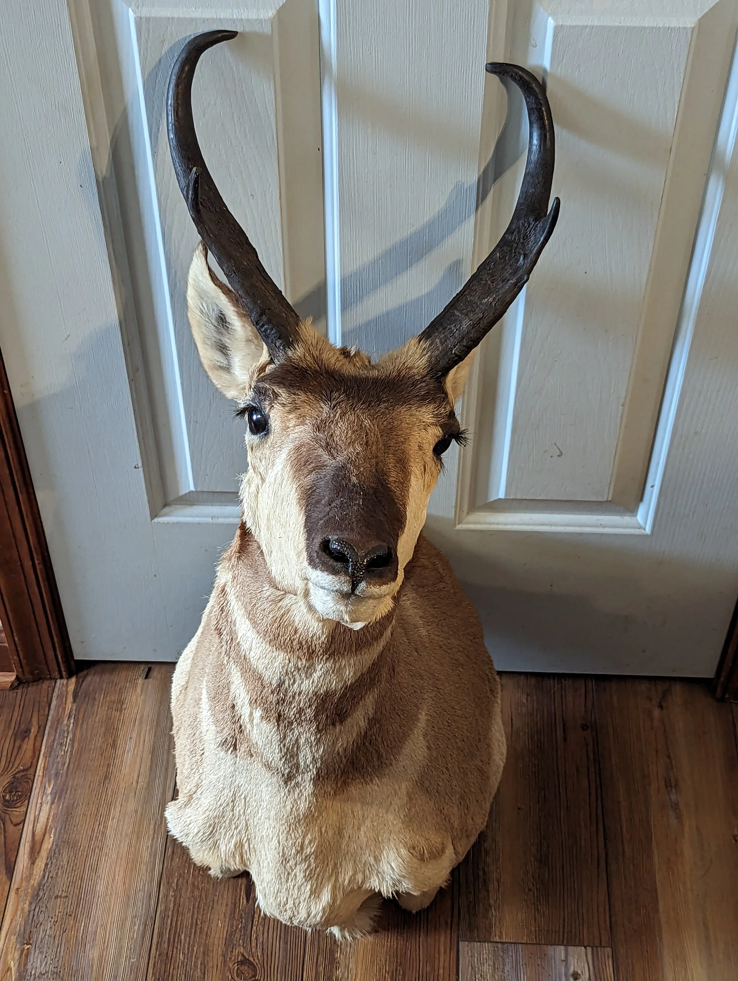 Nice Antelope Taxidermy Shoulder Mount
