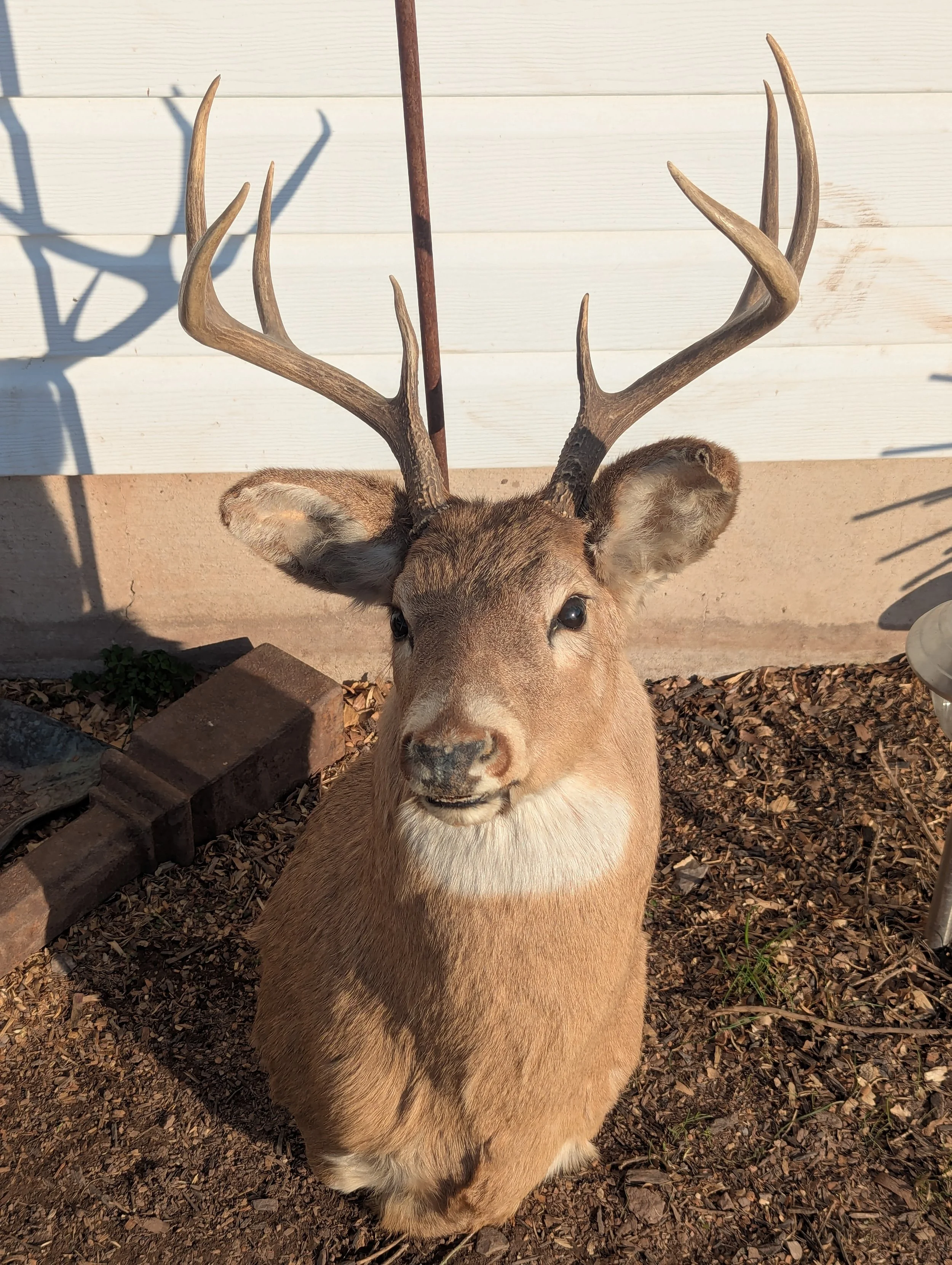 Taxidermy Whitetail Deer Shoulder Mount