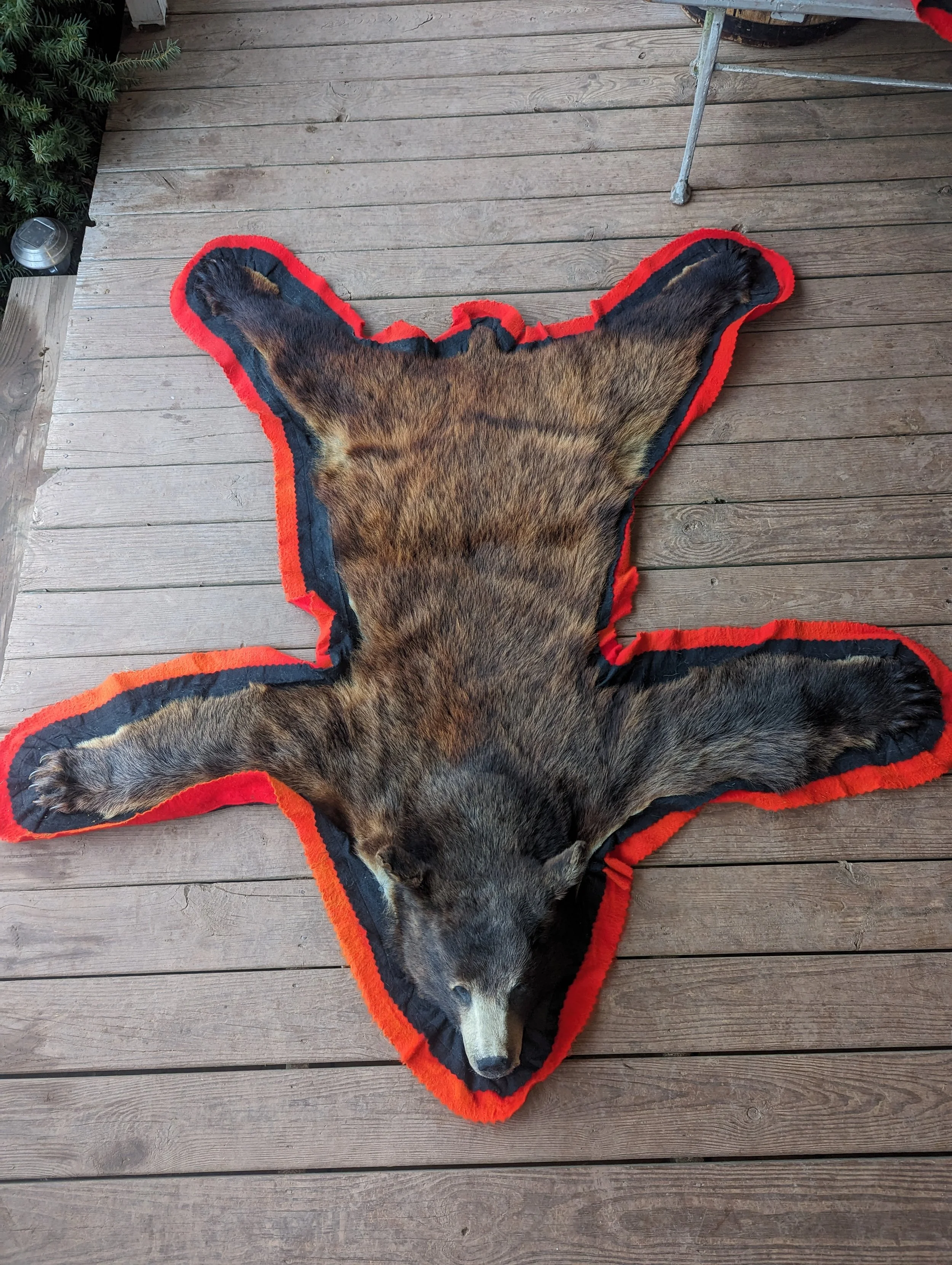 A2 Taxidermy Black Bear Rug 57x64