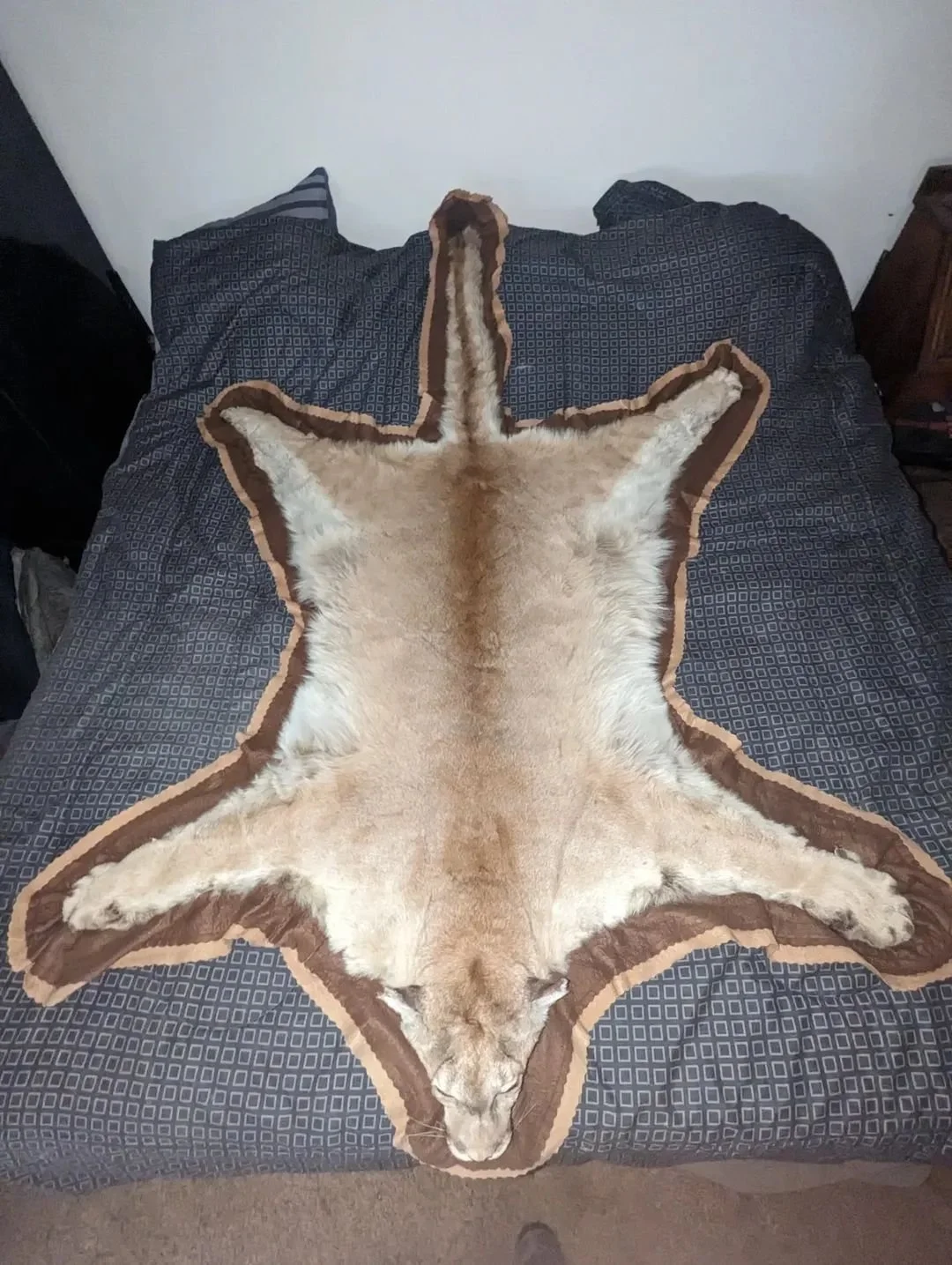 Mountain Lion Taxidermy Rug Cougar
