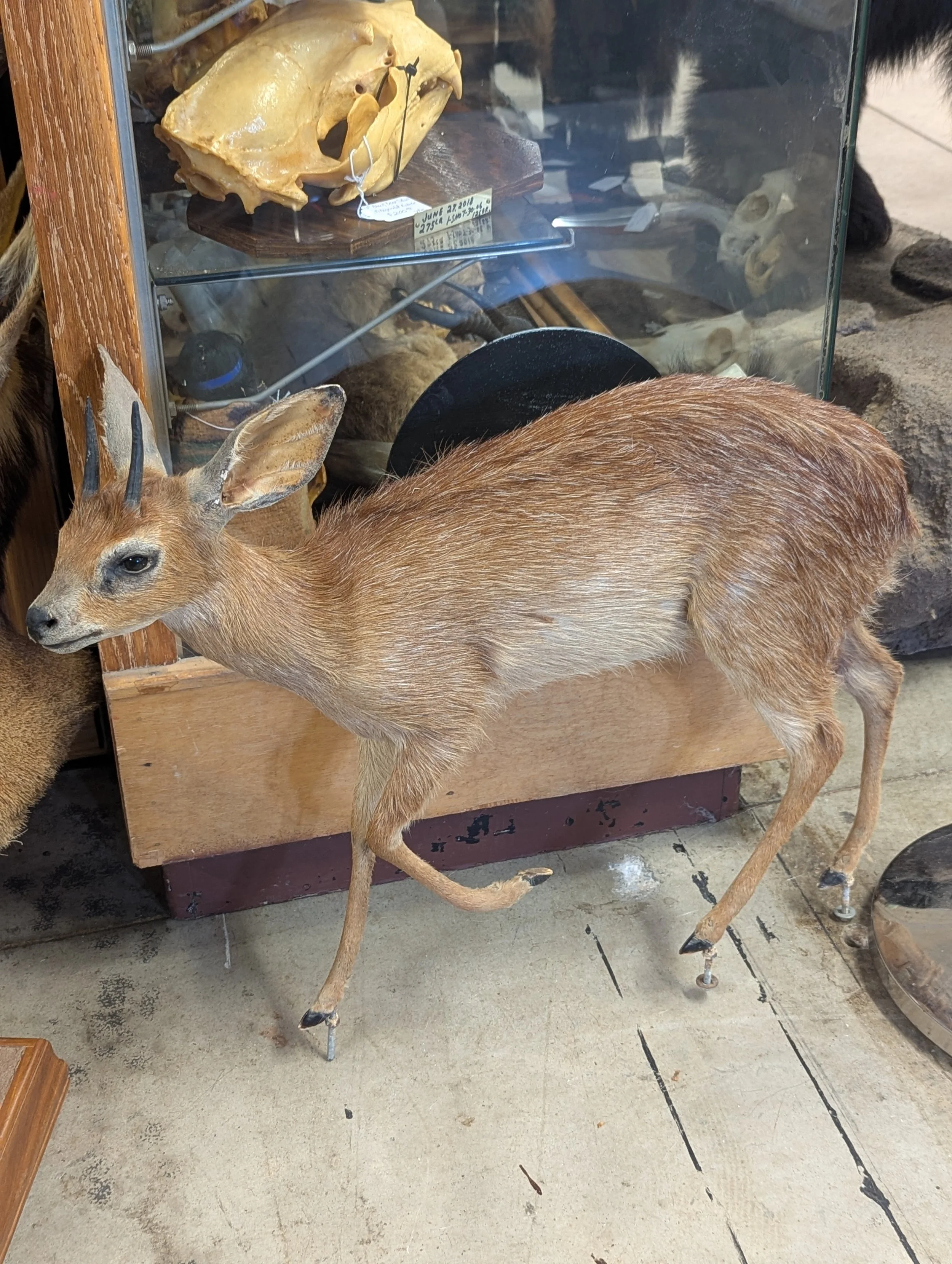 Lifesize Taxidermy Cape Grysbuck no base