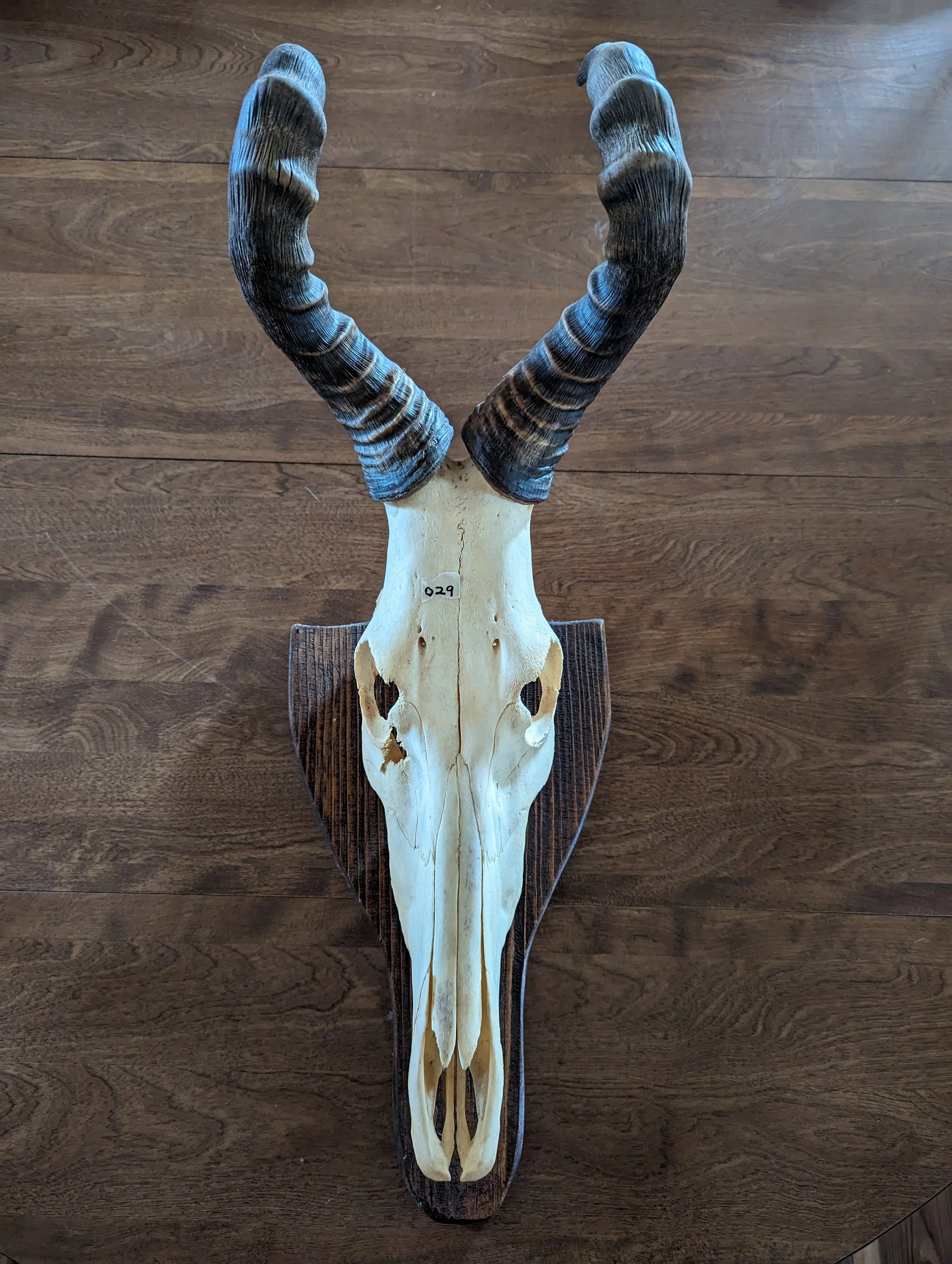 Hartebeest Skull wall mount 029