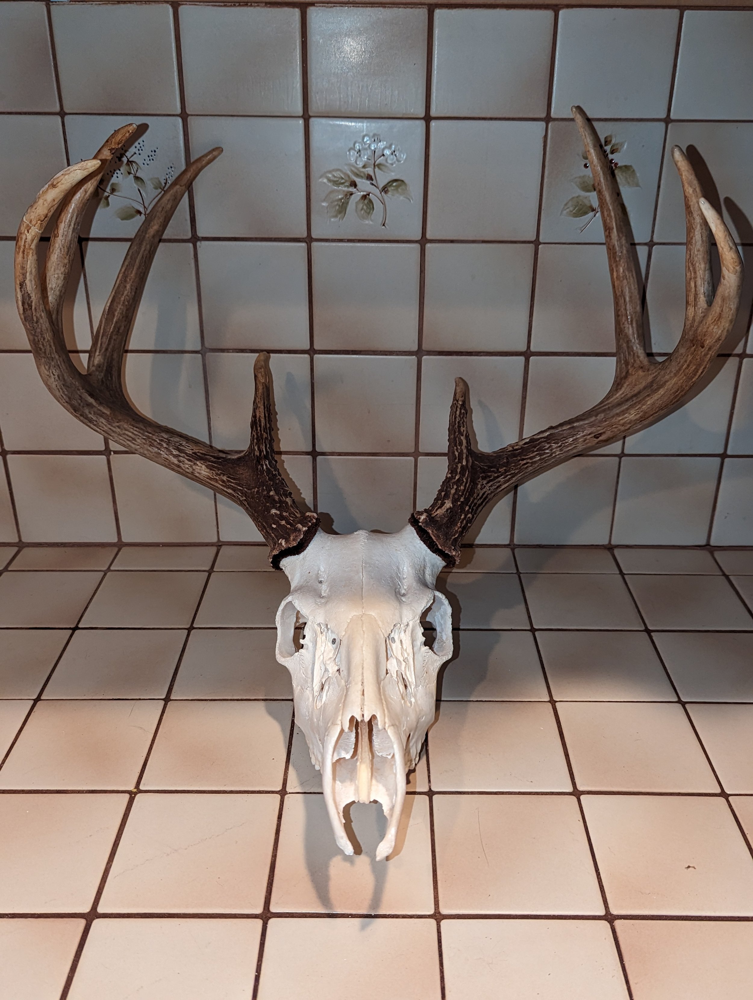 Iowa Whitetail Deer Skull sheds attached 010