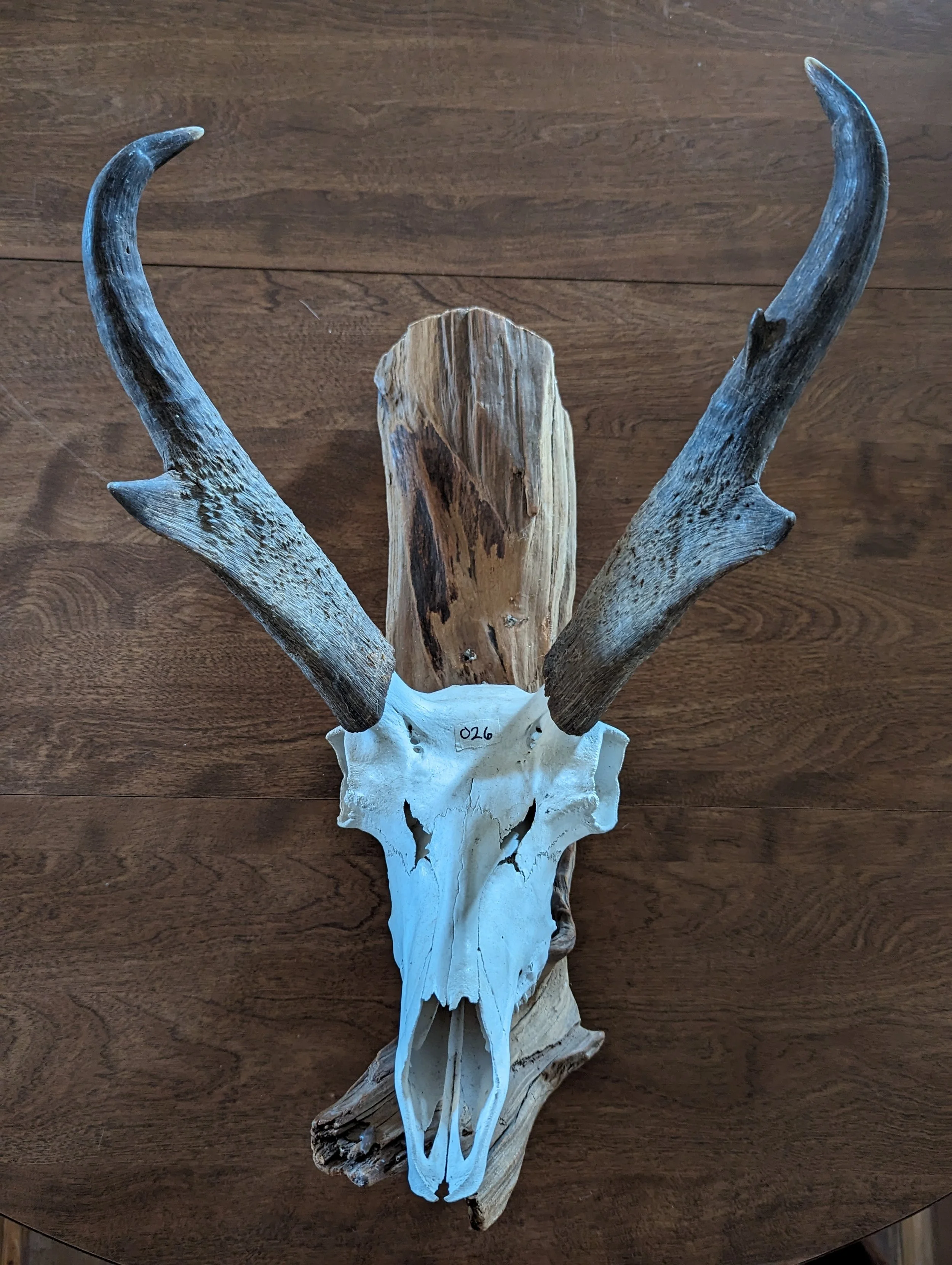 Antelope Skull wall mount on drift wood 026