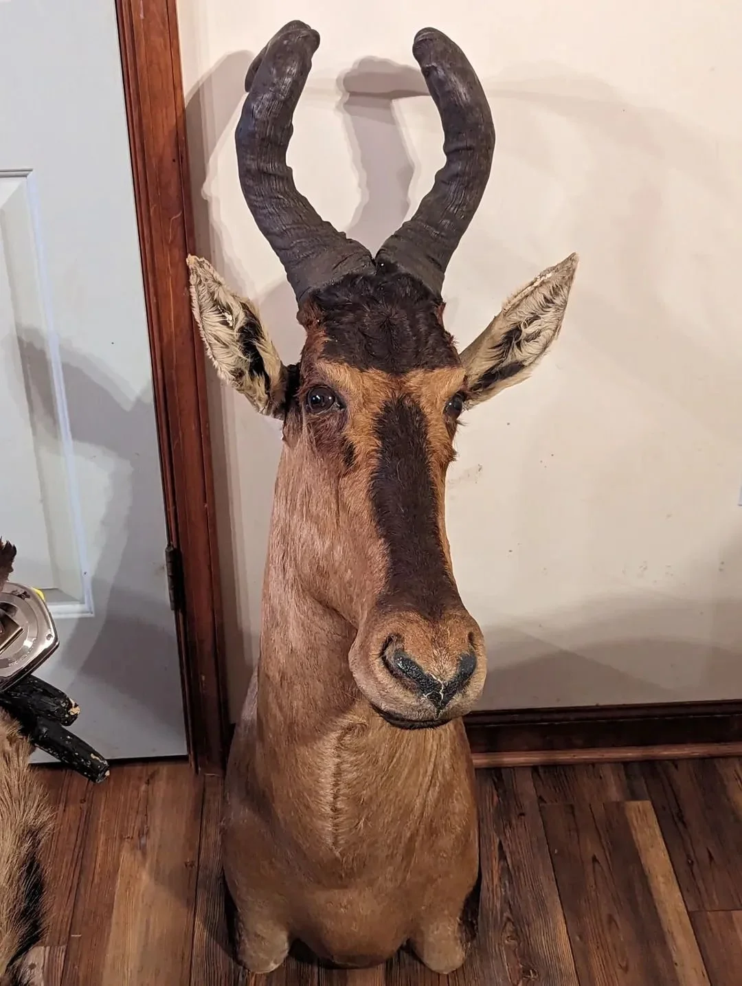 Damaged Red Hartebeest Taxidermy Shoulder Mount