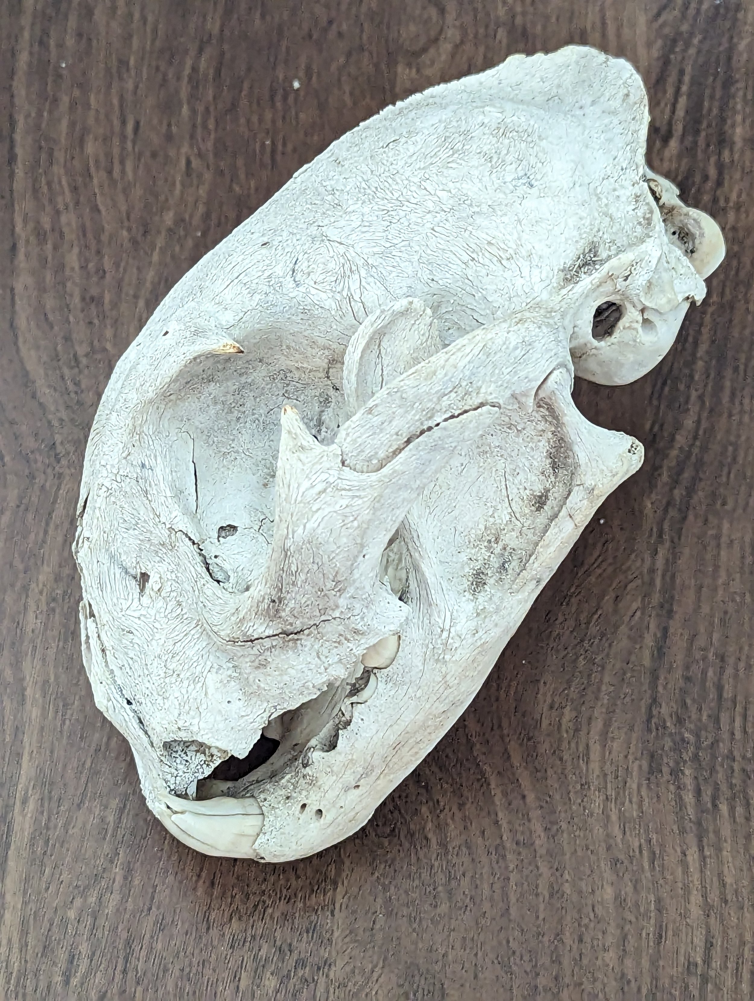 Nature worn Mountain Lion skull as is