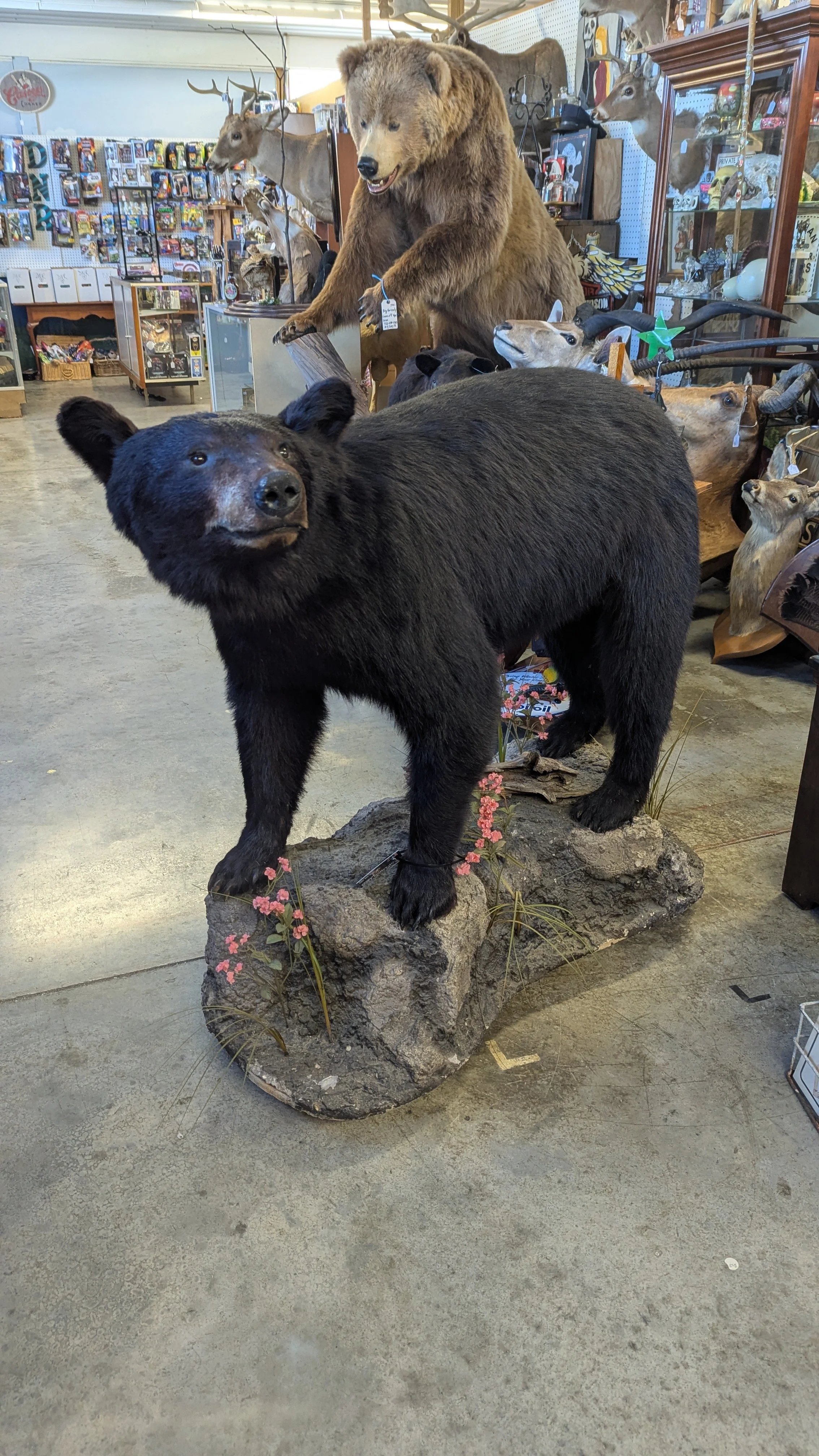 Life-size Black Bear Taxidermy Mount