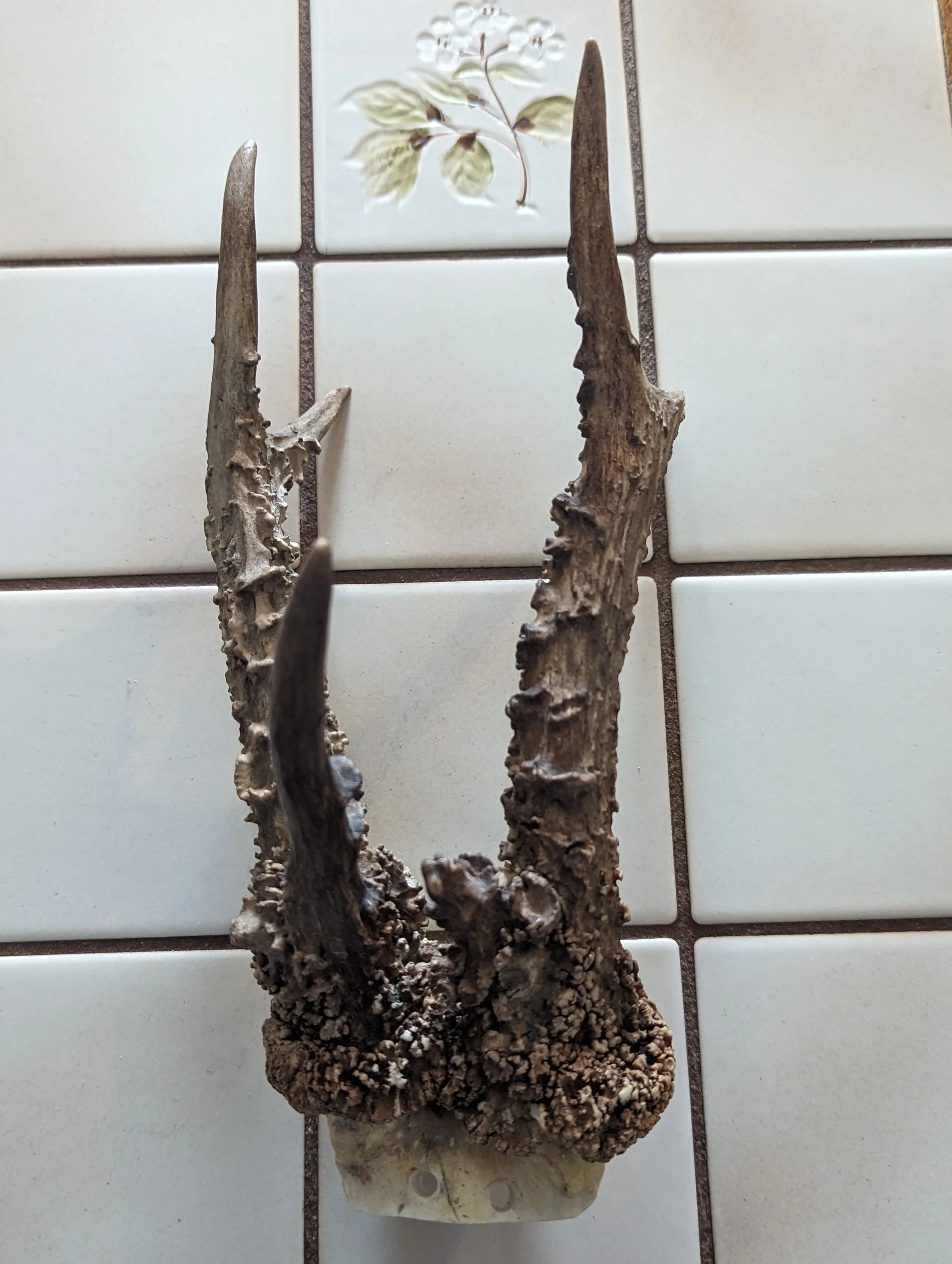 Great set of  Vintage Roe Deer Antlers