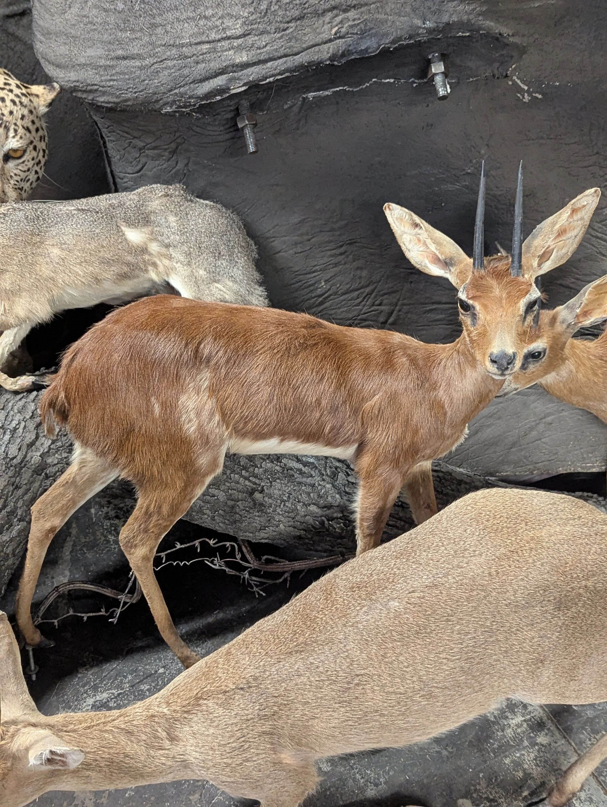 Taxidermy Lifesize Steenbok