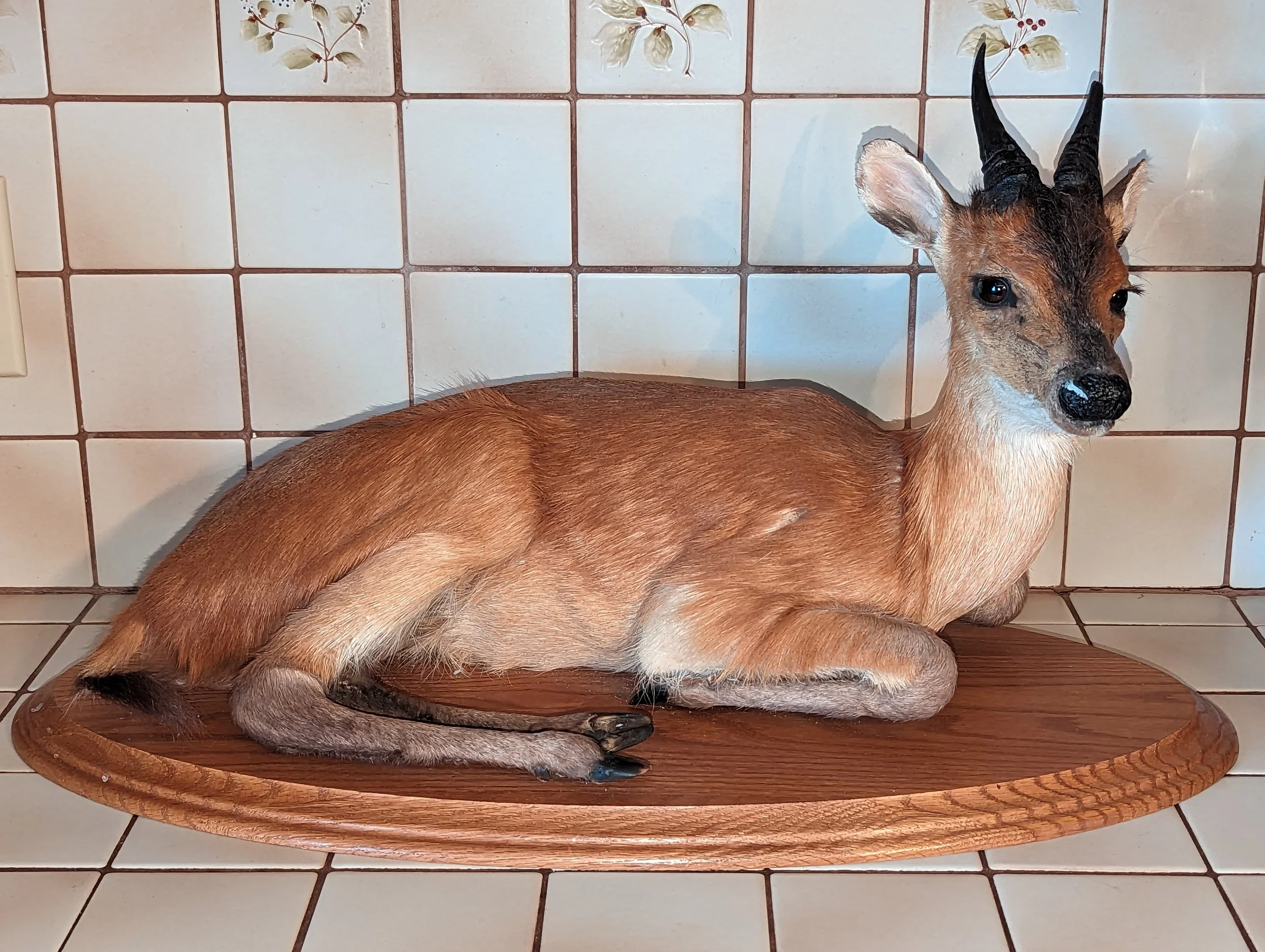 Lifesize Red Flanked Duiker Taxidermy Mount