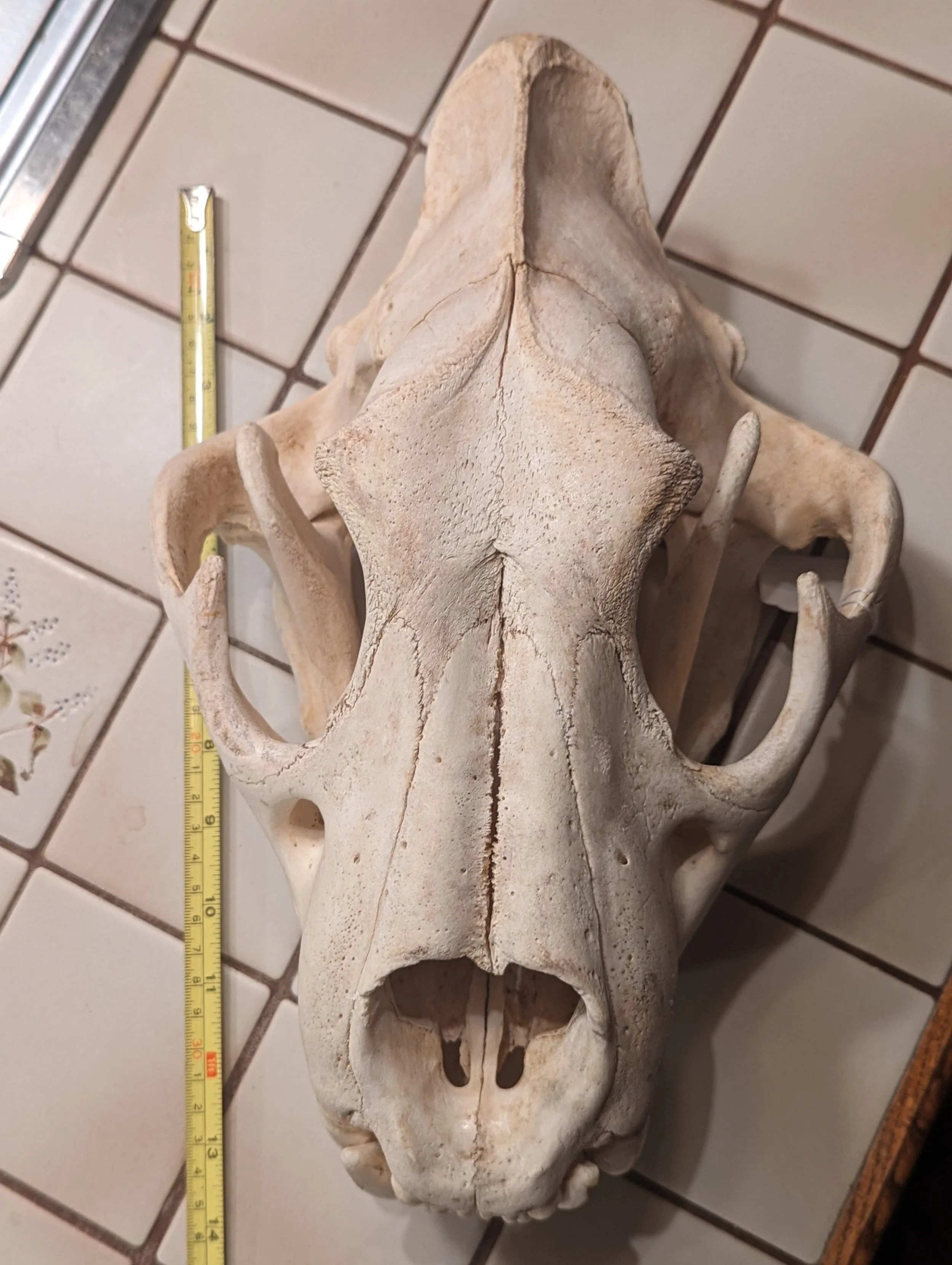1988 African Lion Skull