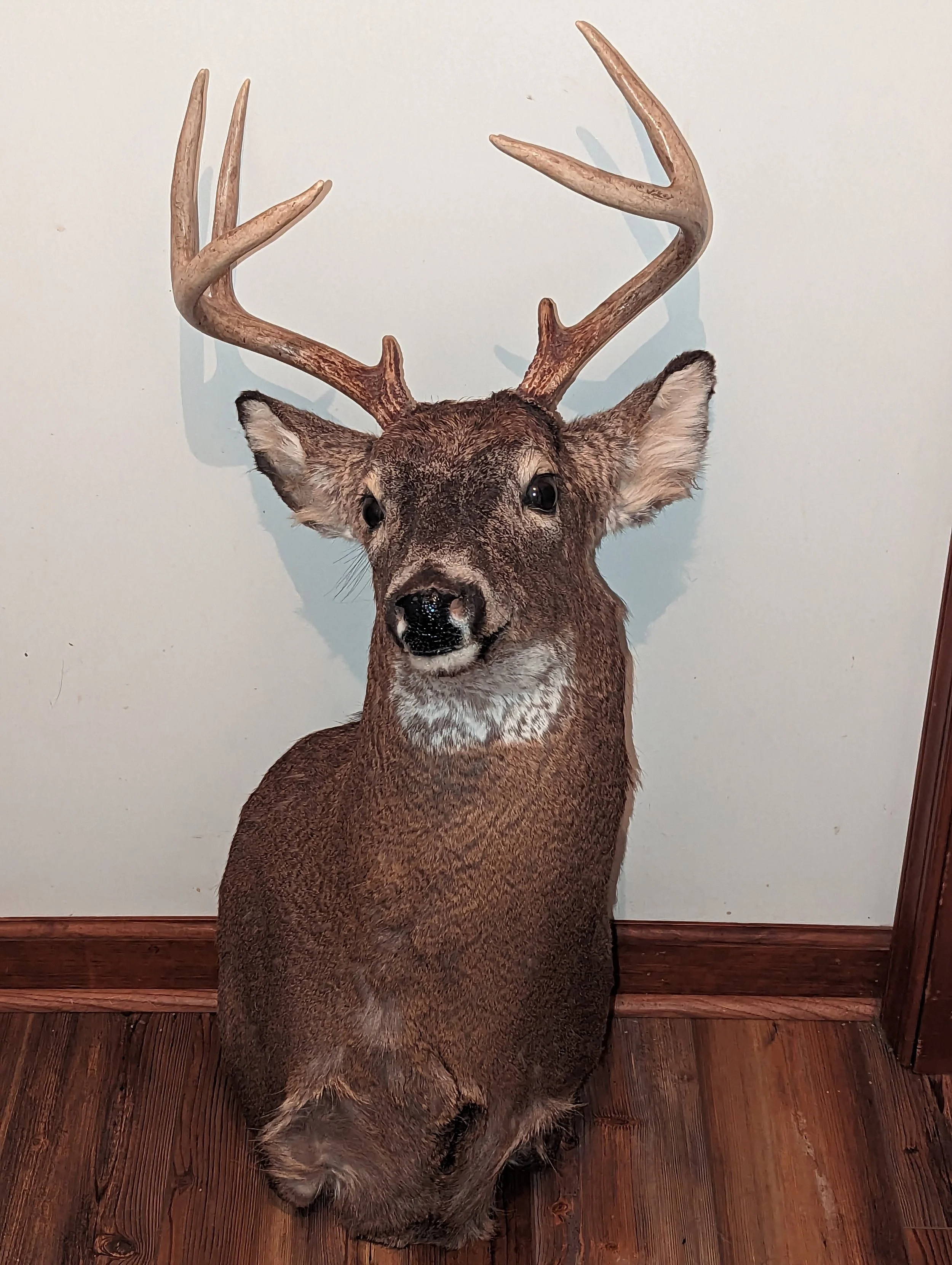 Taxidermy Whitetail Deer Shoulder Mount
