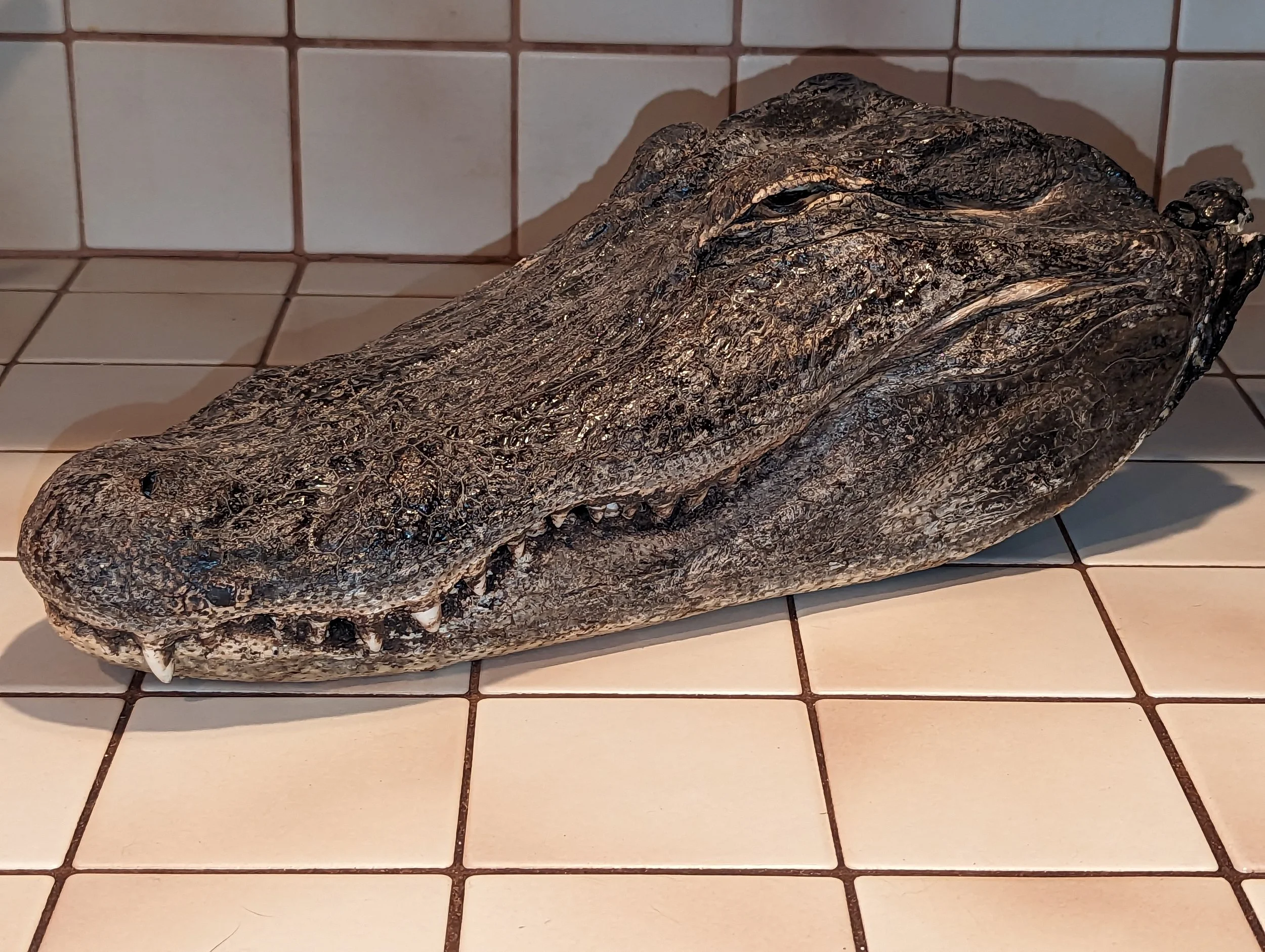 As is Alligator Preserved Head