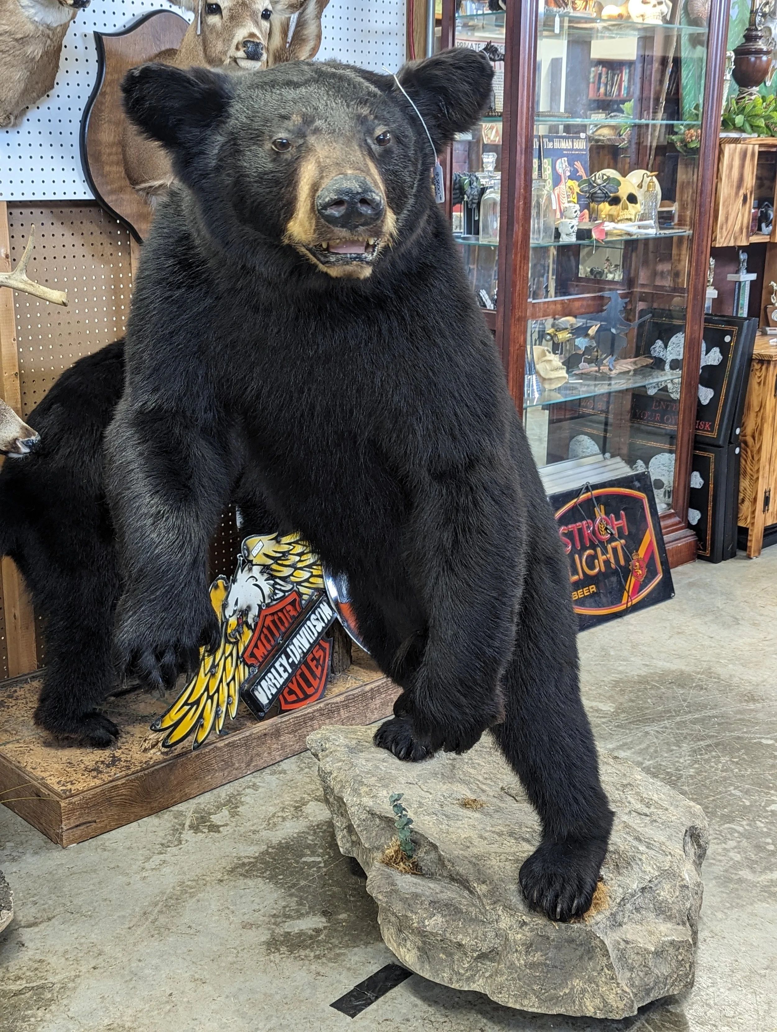 Virginia Black Bear lifesize Taxidermy Mount