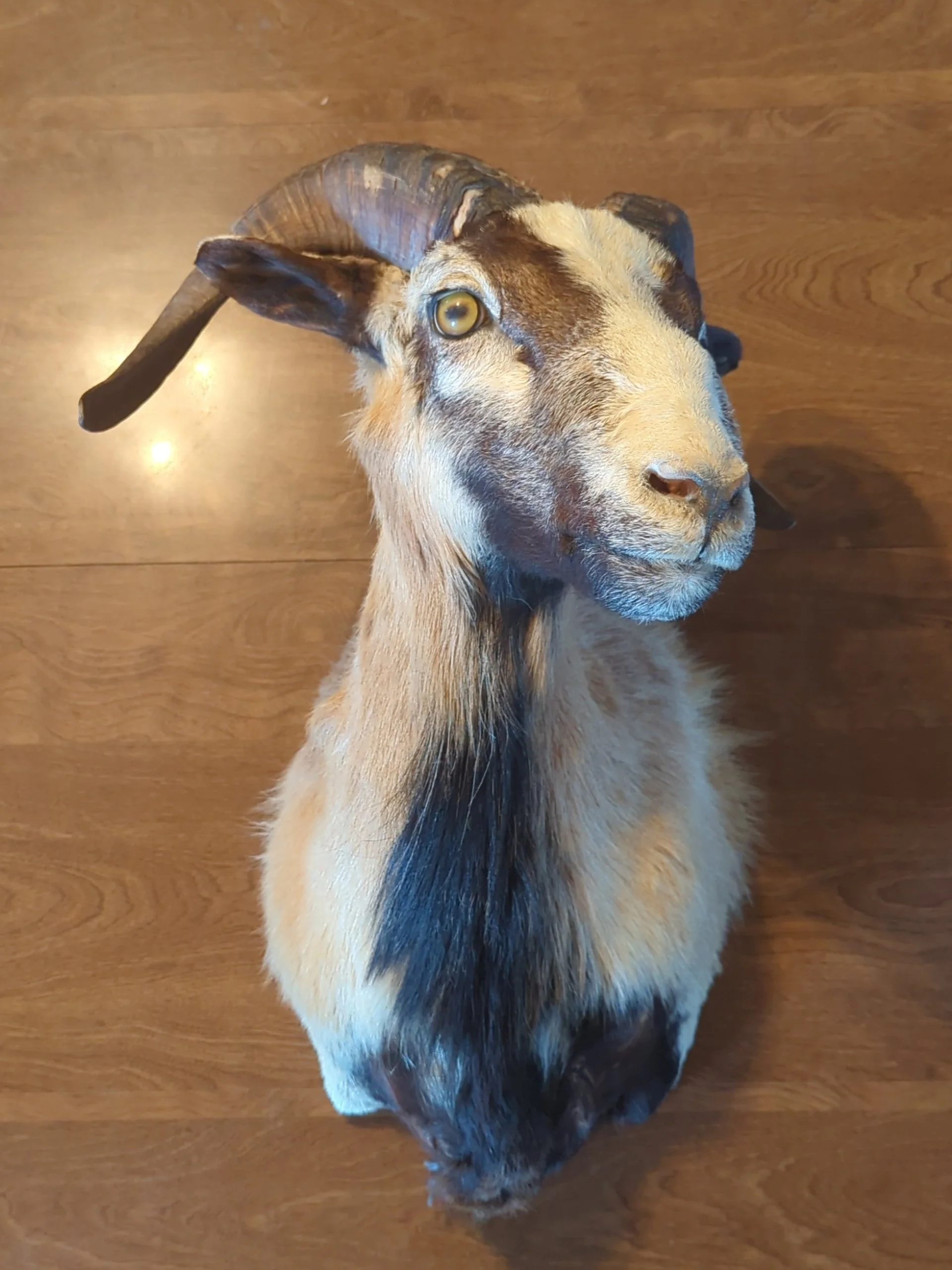 Taxidermy Mouflon Shoulder Mount Ram