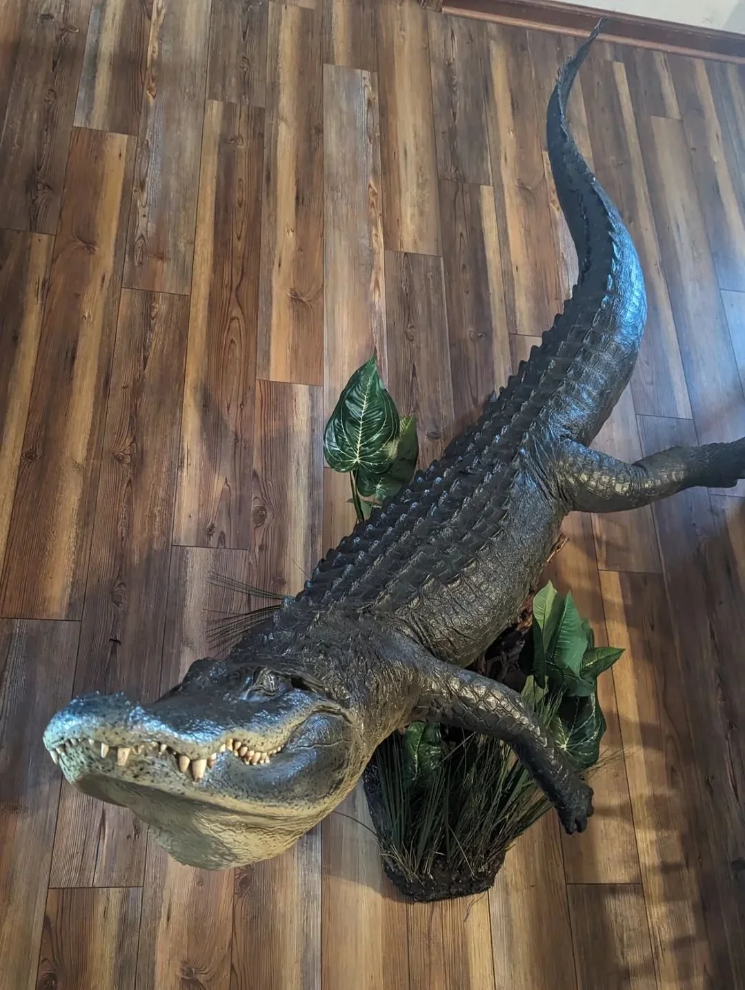 Incredible Lifesize Alligator Taxidermy Wall mount
