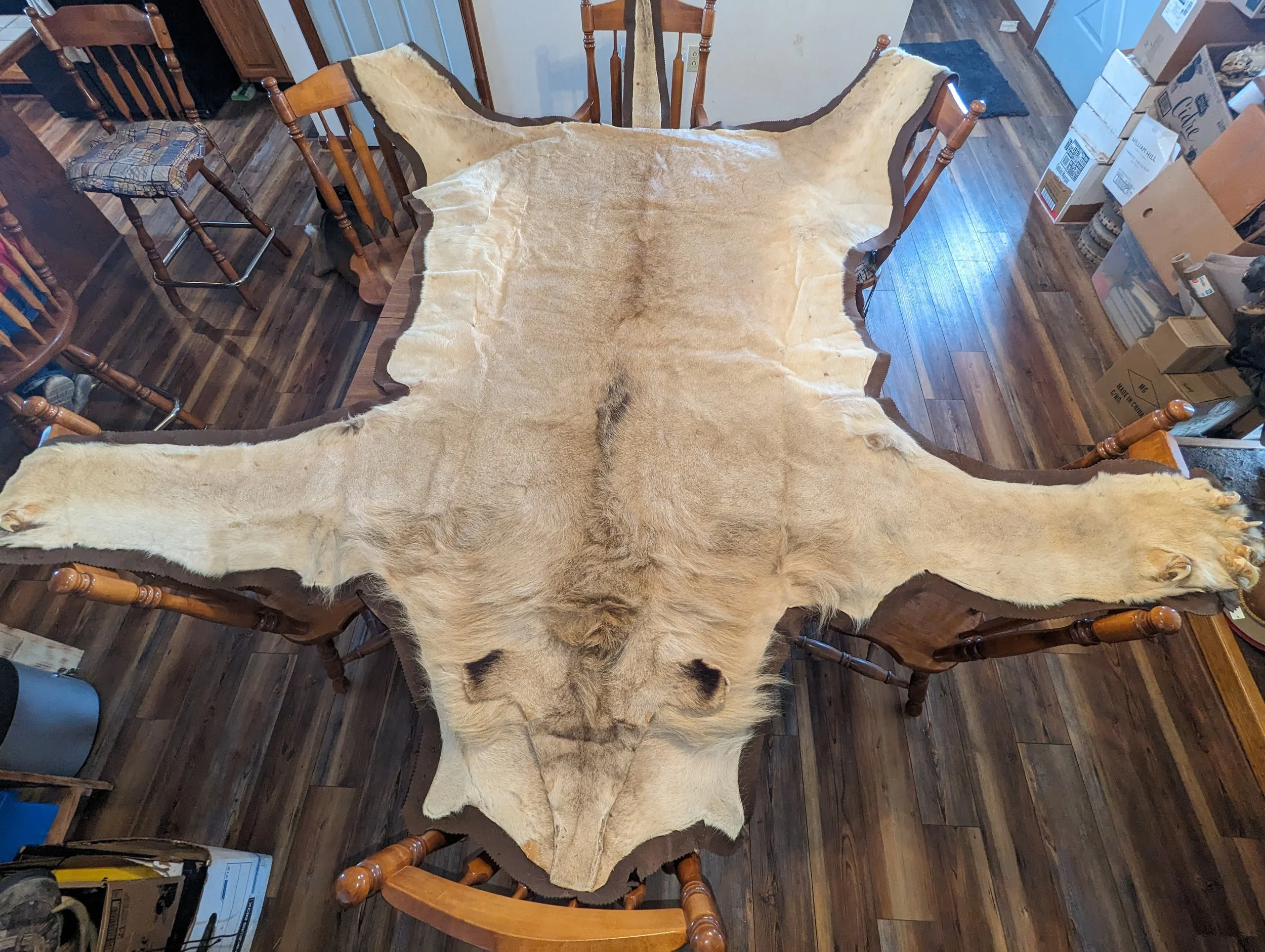 Male African Lion Taxidermy Rug 1970s