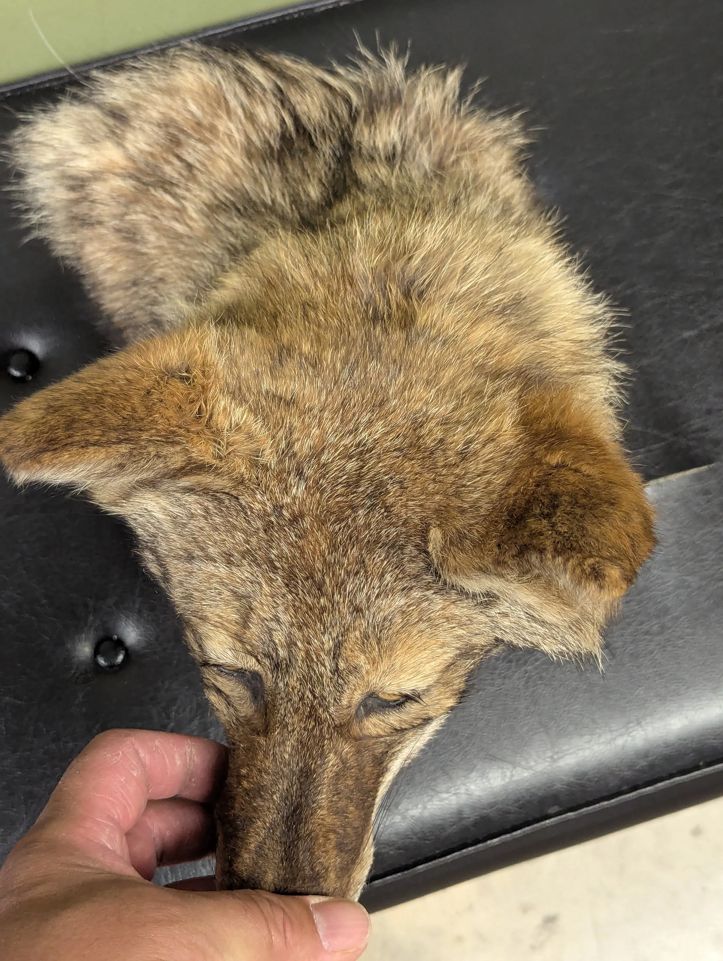 1000061351.jpg