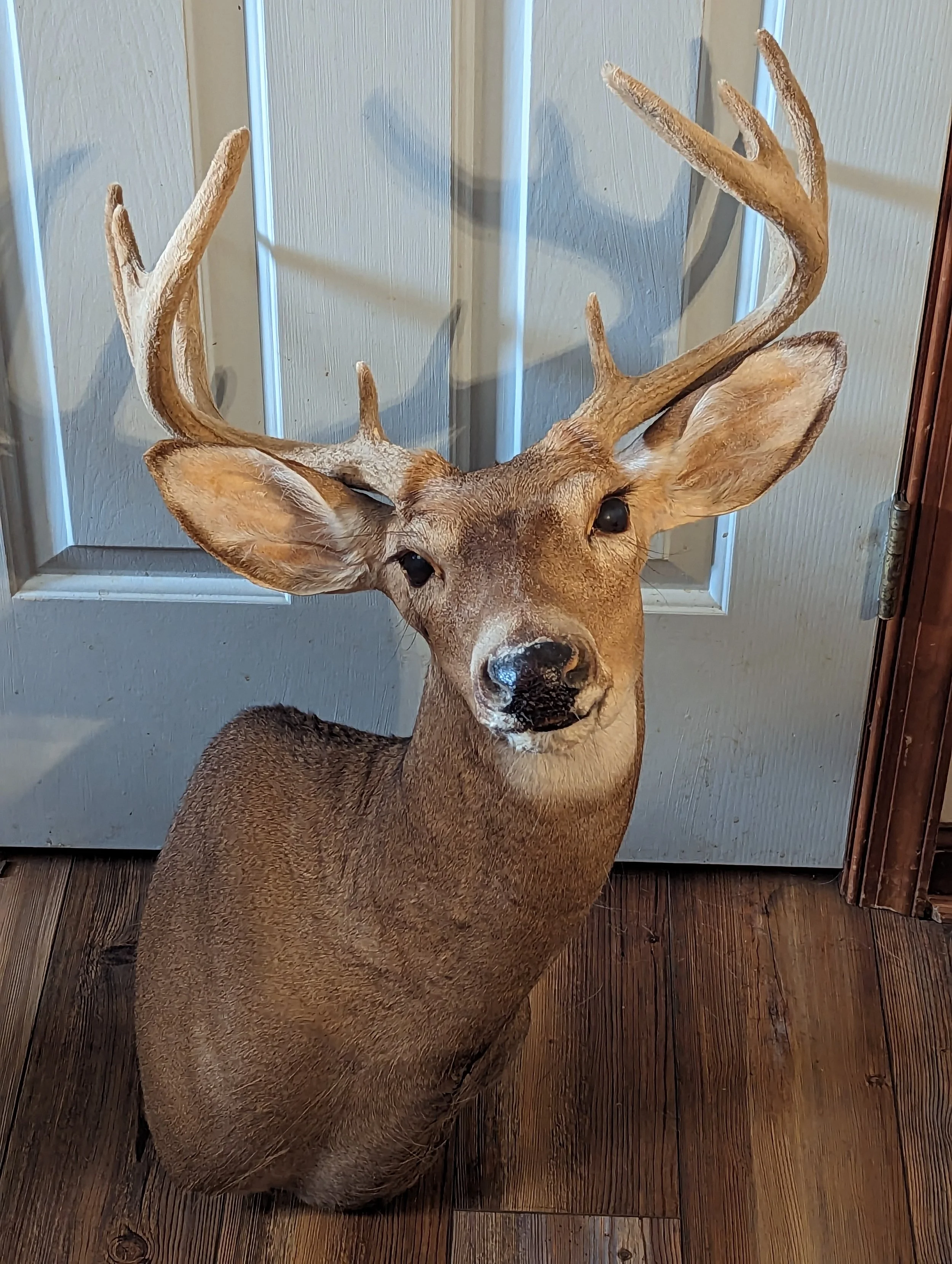 Whitetail Deer in Velvet Taxidermy Shoulder Mount