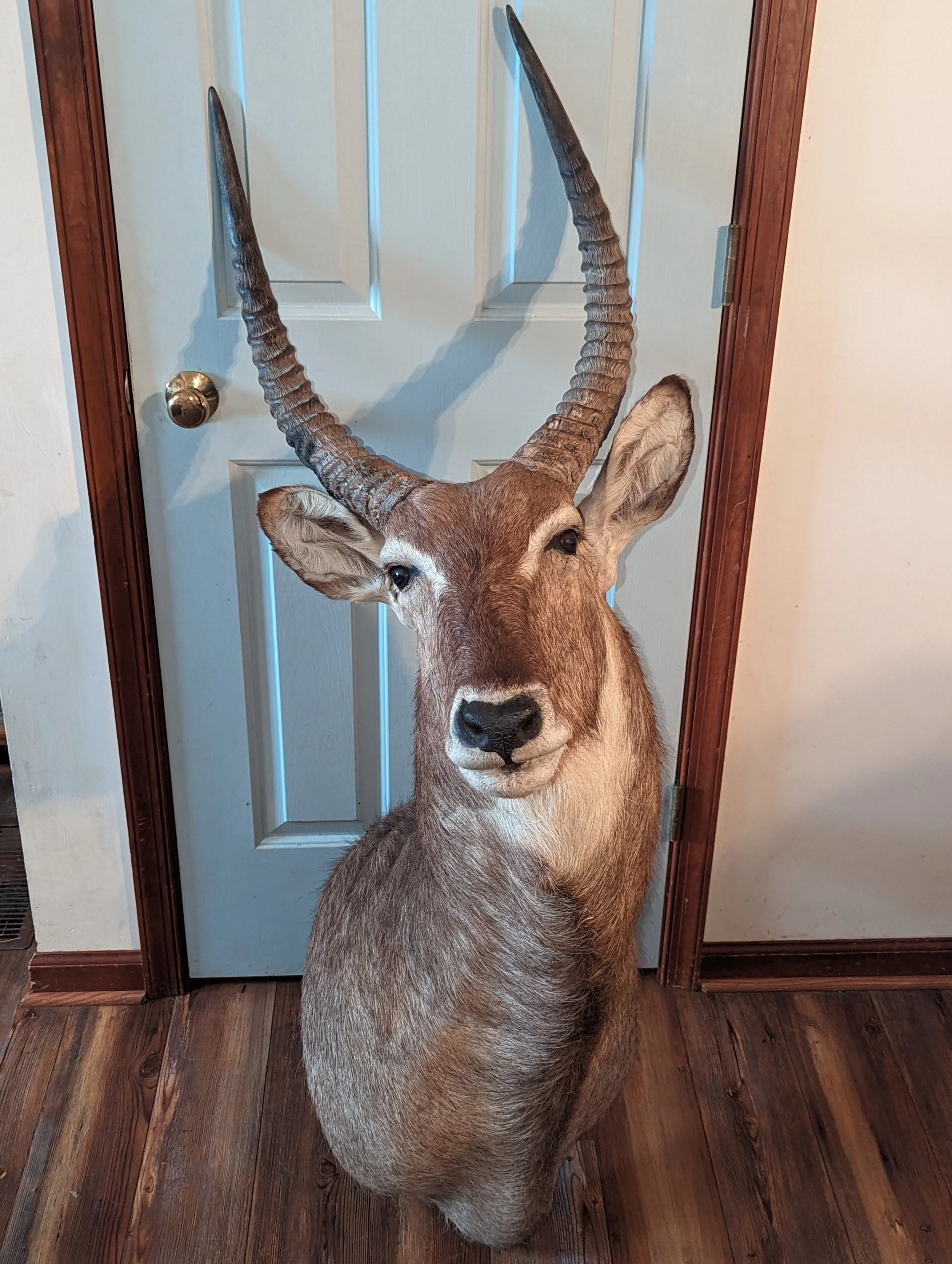 Beautiful Vintage Waterbuck Taxidermy Shoulder Mount