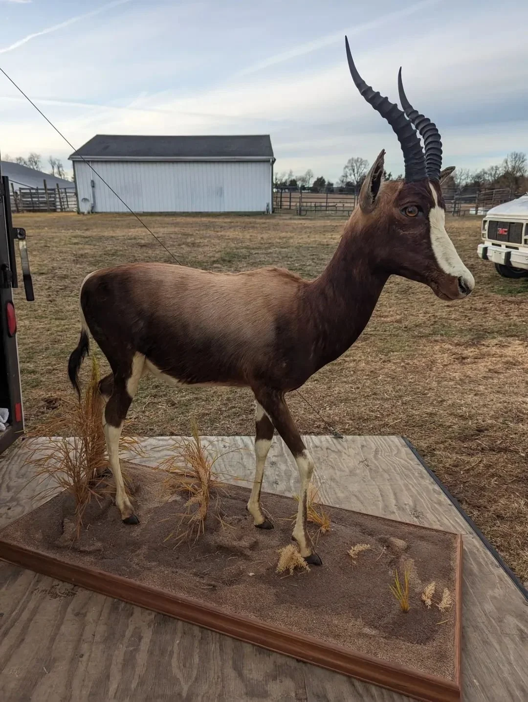 Lifesize Blesbok Taxidermy Mount