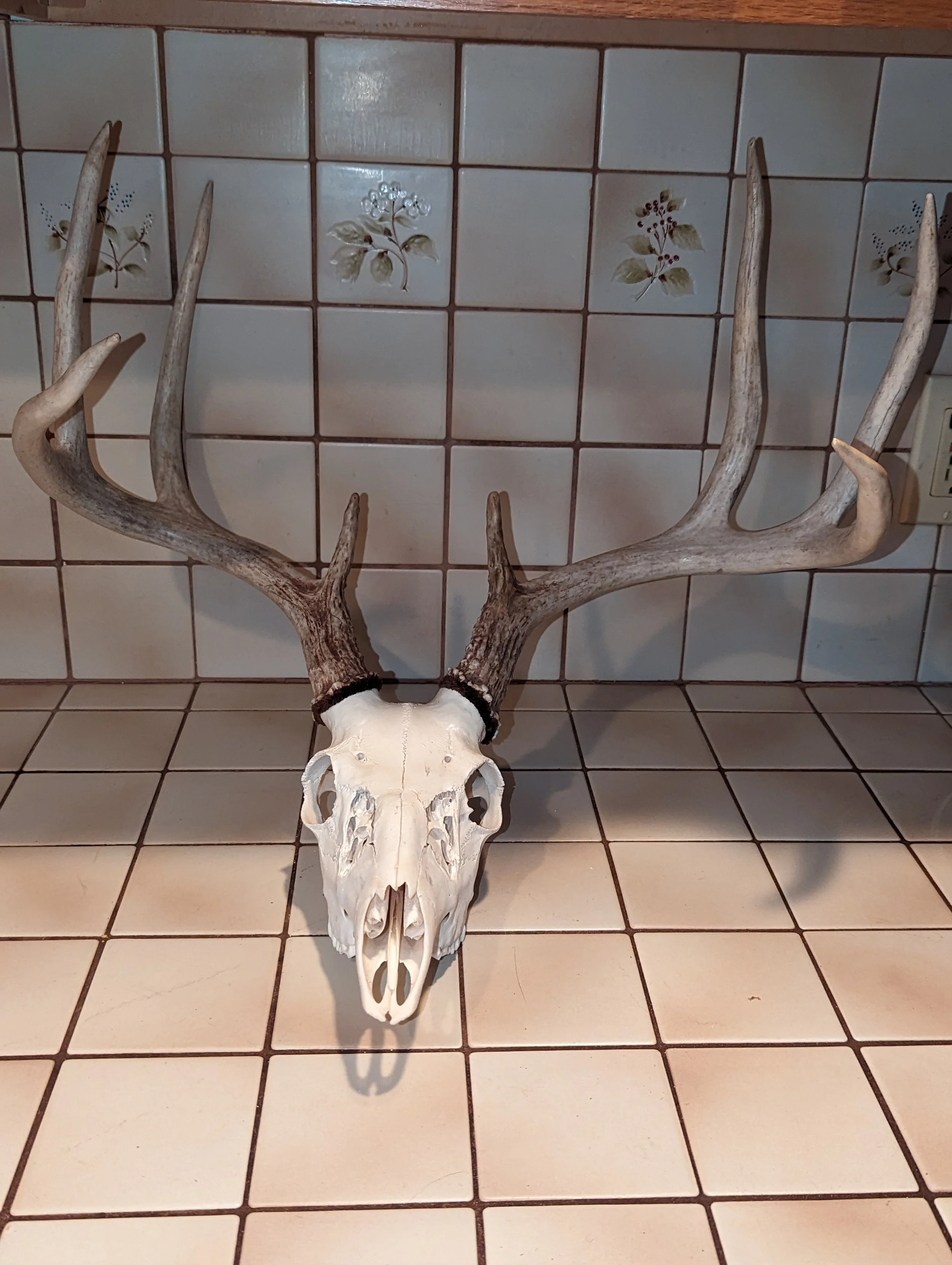 Iowa Whitetail Deer Skull 013 Sheds attached