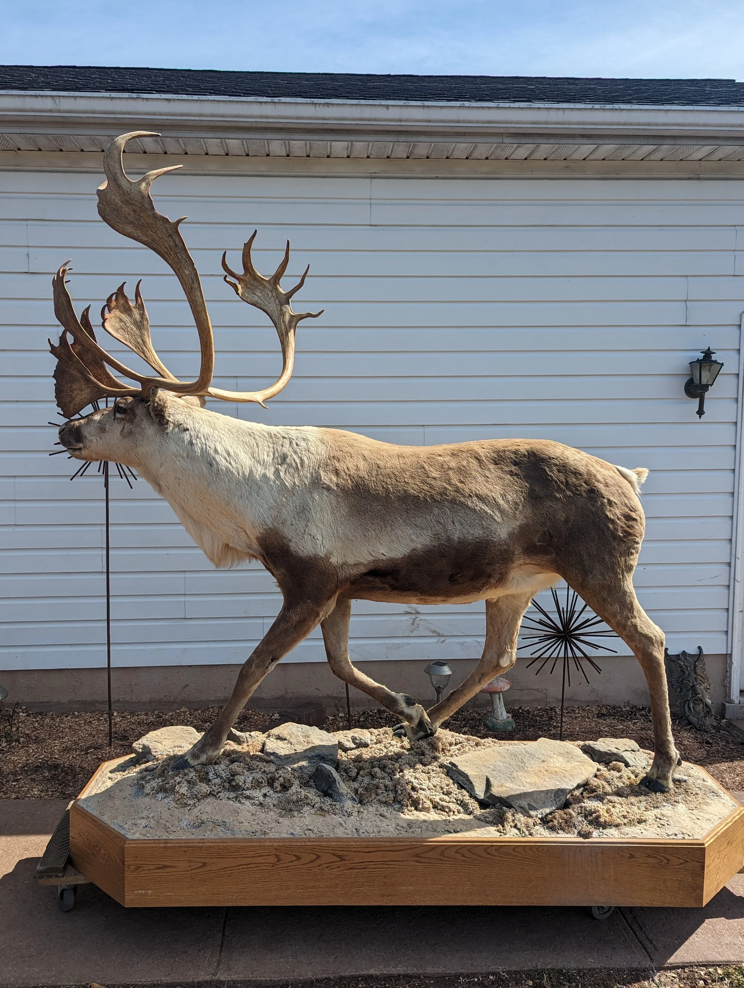 Beautiful Lifesize Taxidermy Caribou Mount