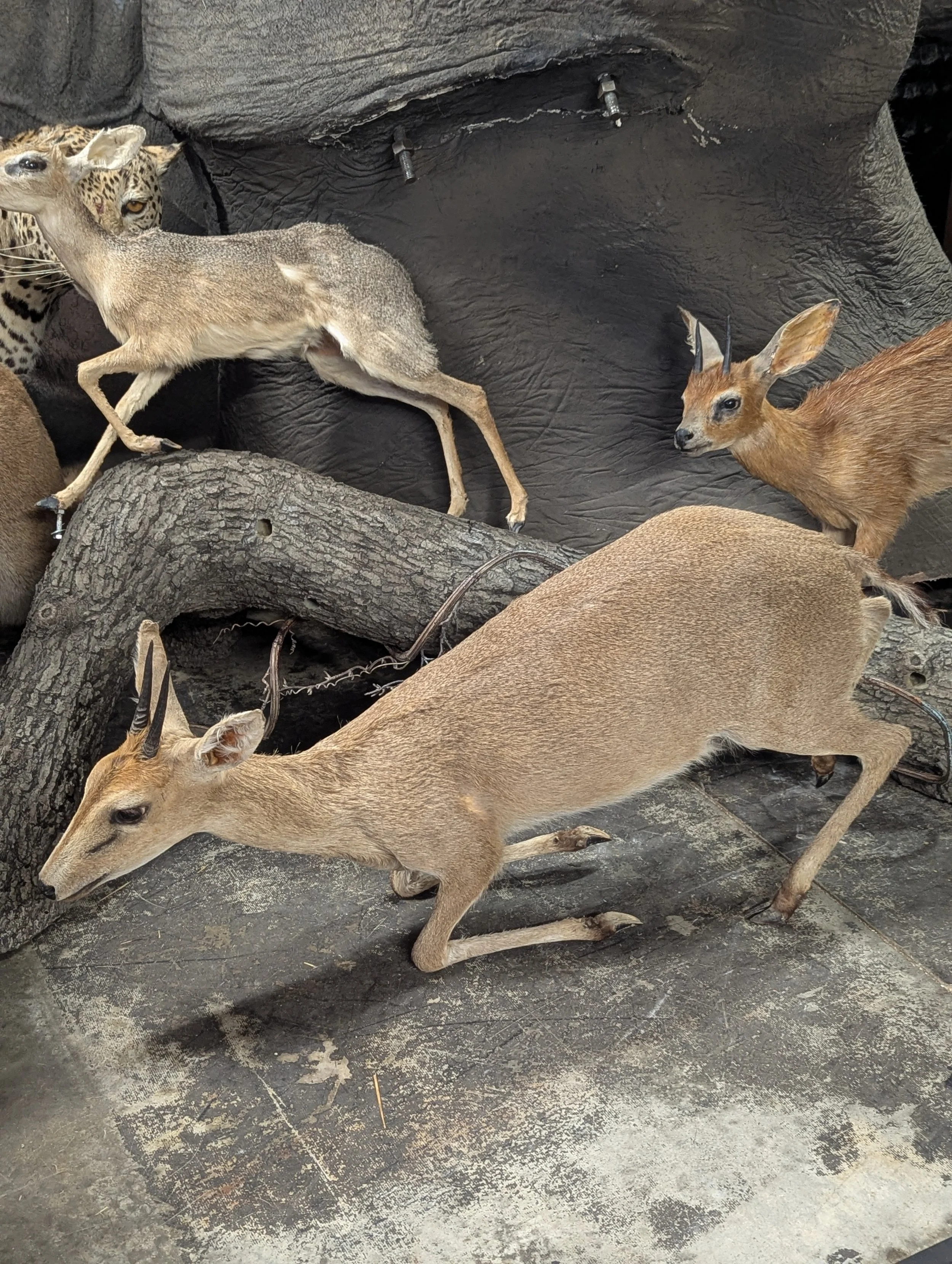 Taxidermy Lifesize Grey Duiker