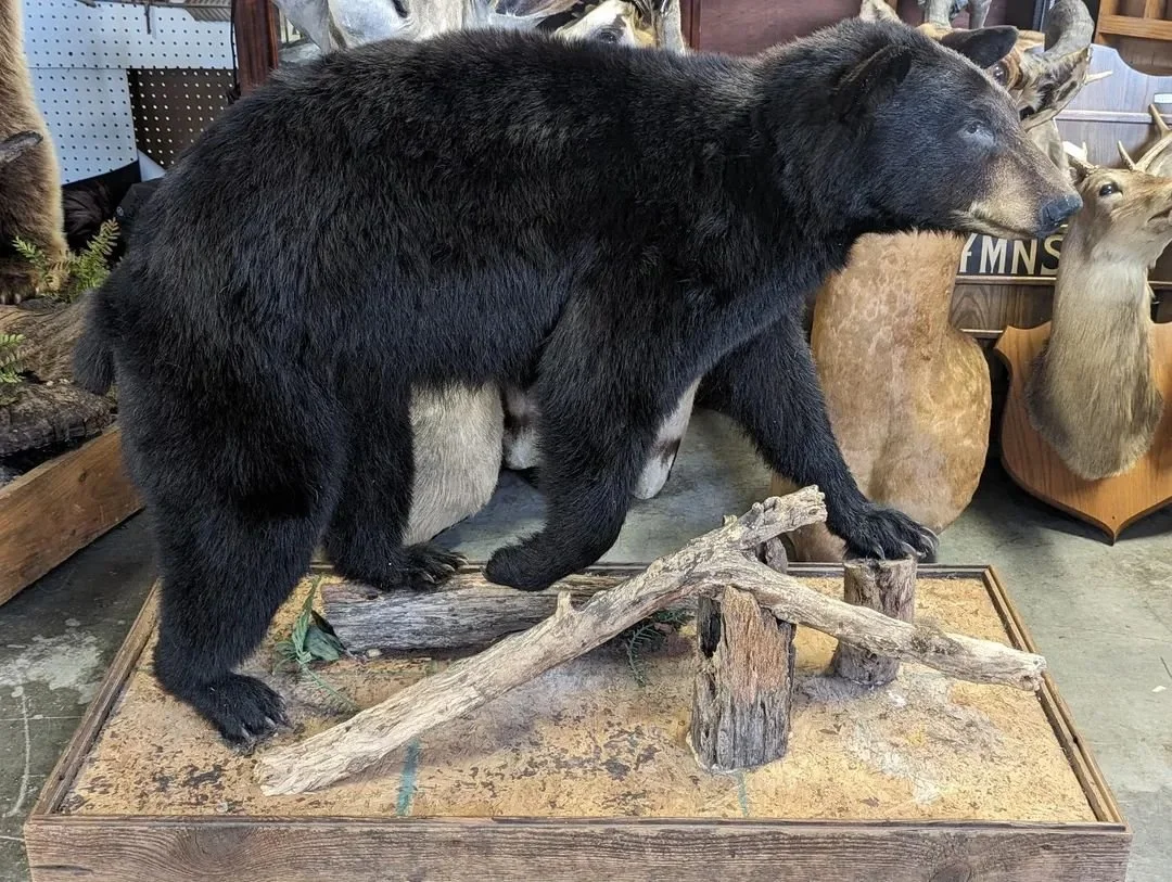 Lifesize pre owned Black Bear Taxidermy Mount