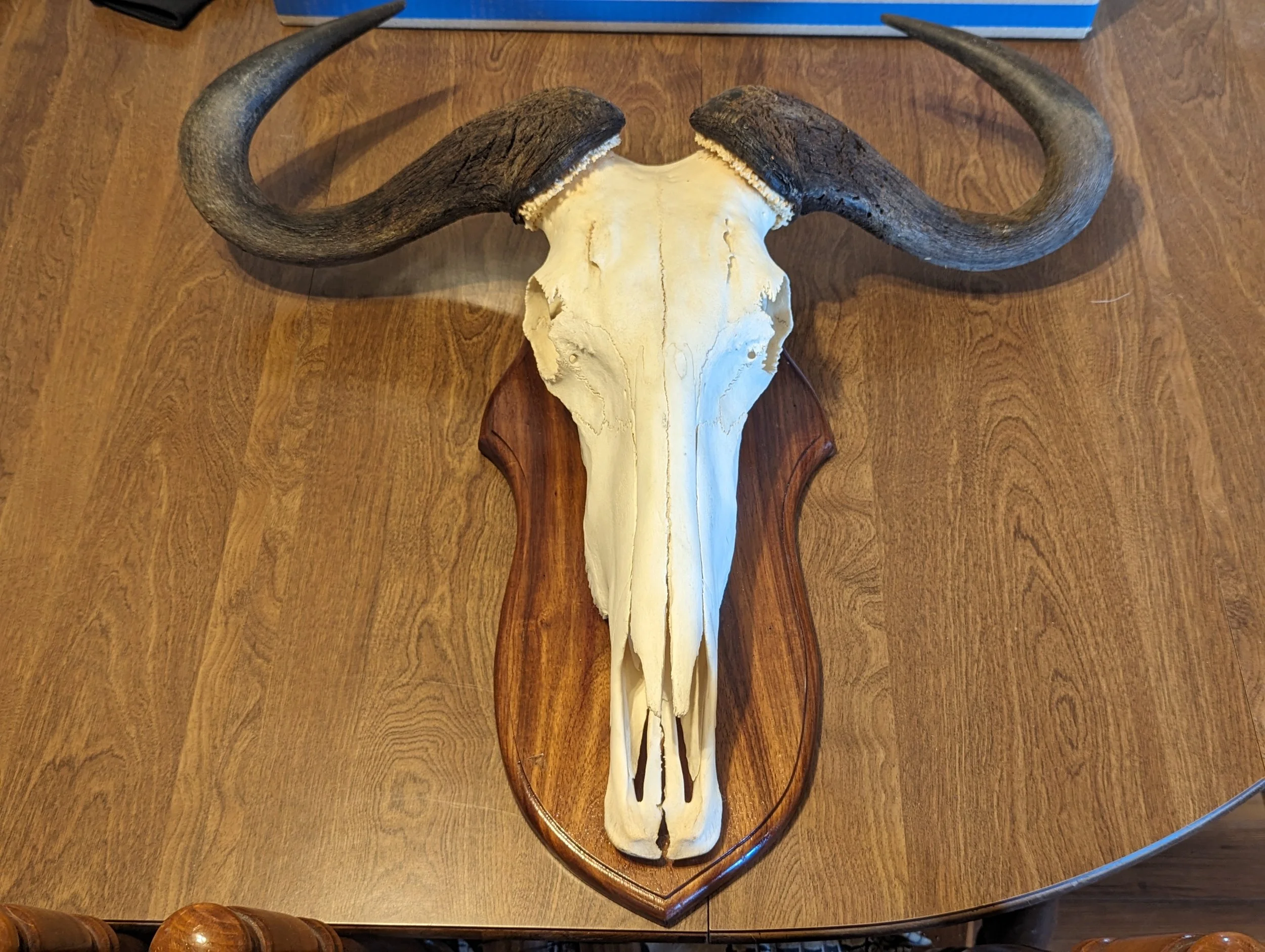 Nice Blue Wildebeest Skull wall mount