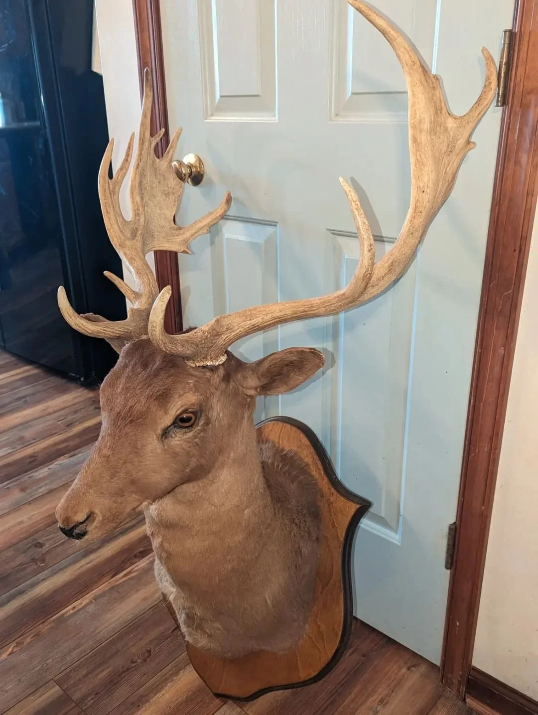 Vintage Fallow Deer Taxidermy Shoulder Mount