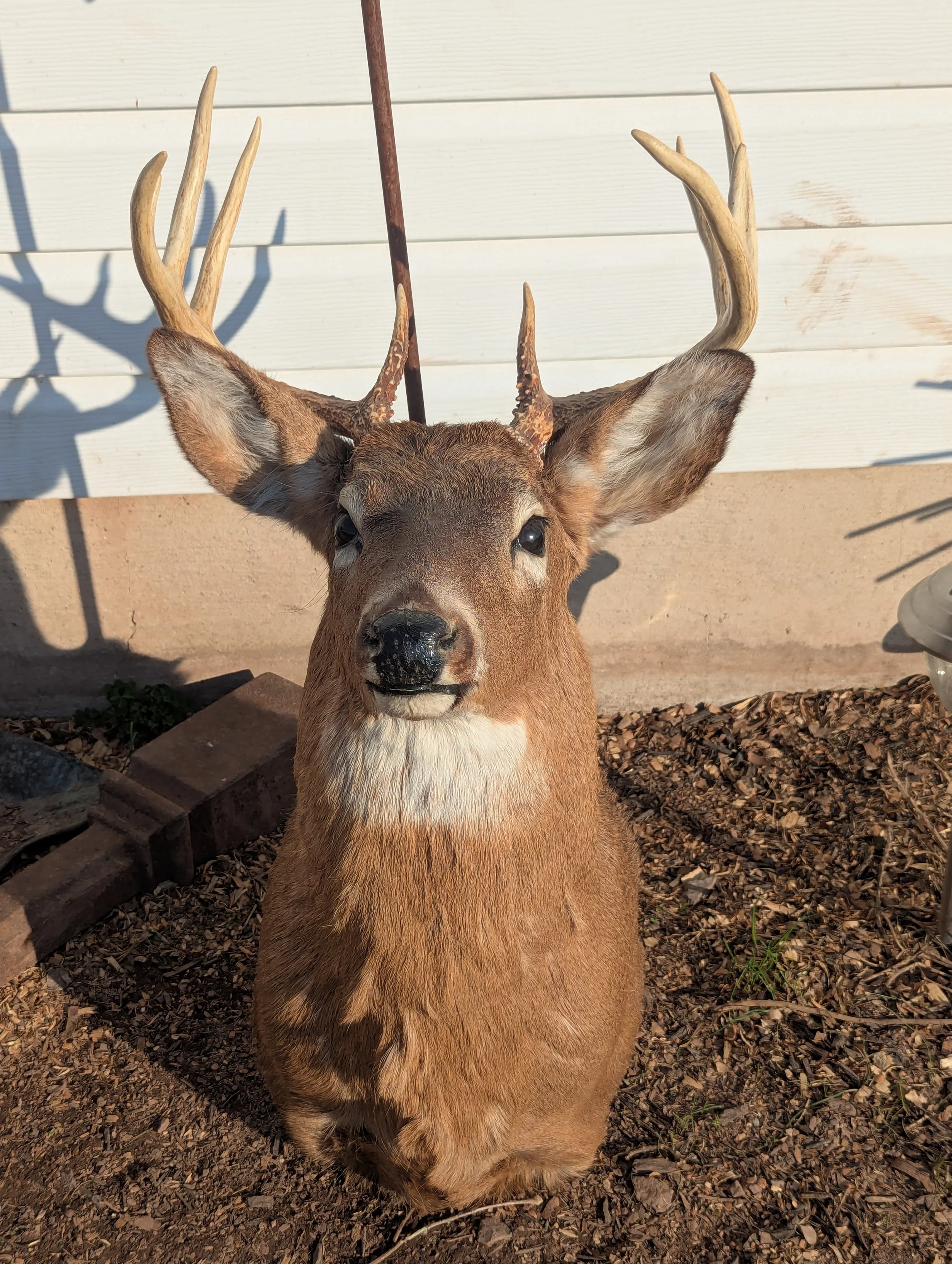 Taxidermy Whitetail Deer Shoulder Mount