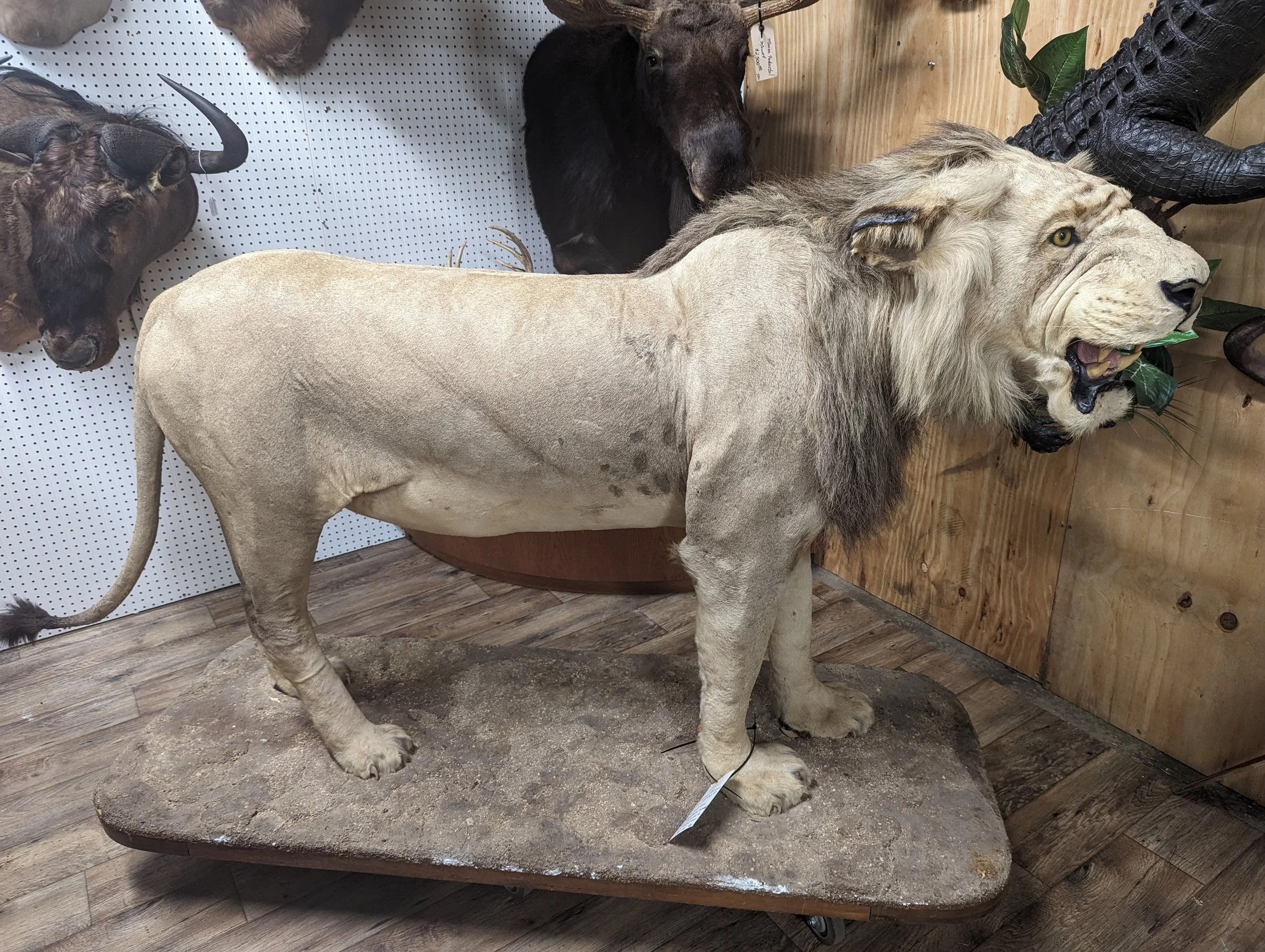Vintage Lifesize African Lion Taxidermy Mount