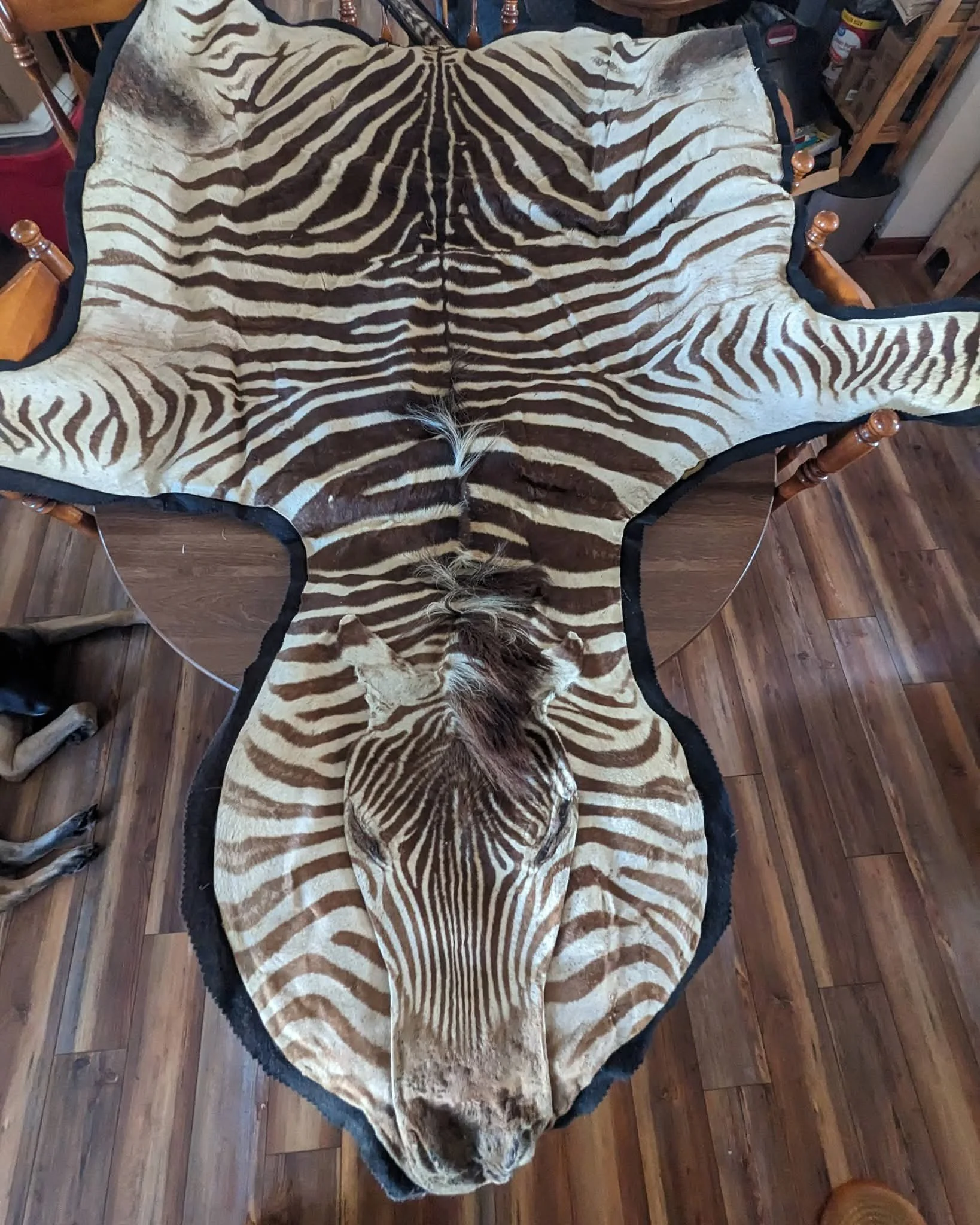 Taxidermy Zebra Rug