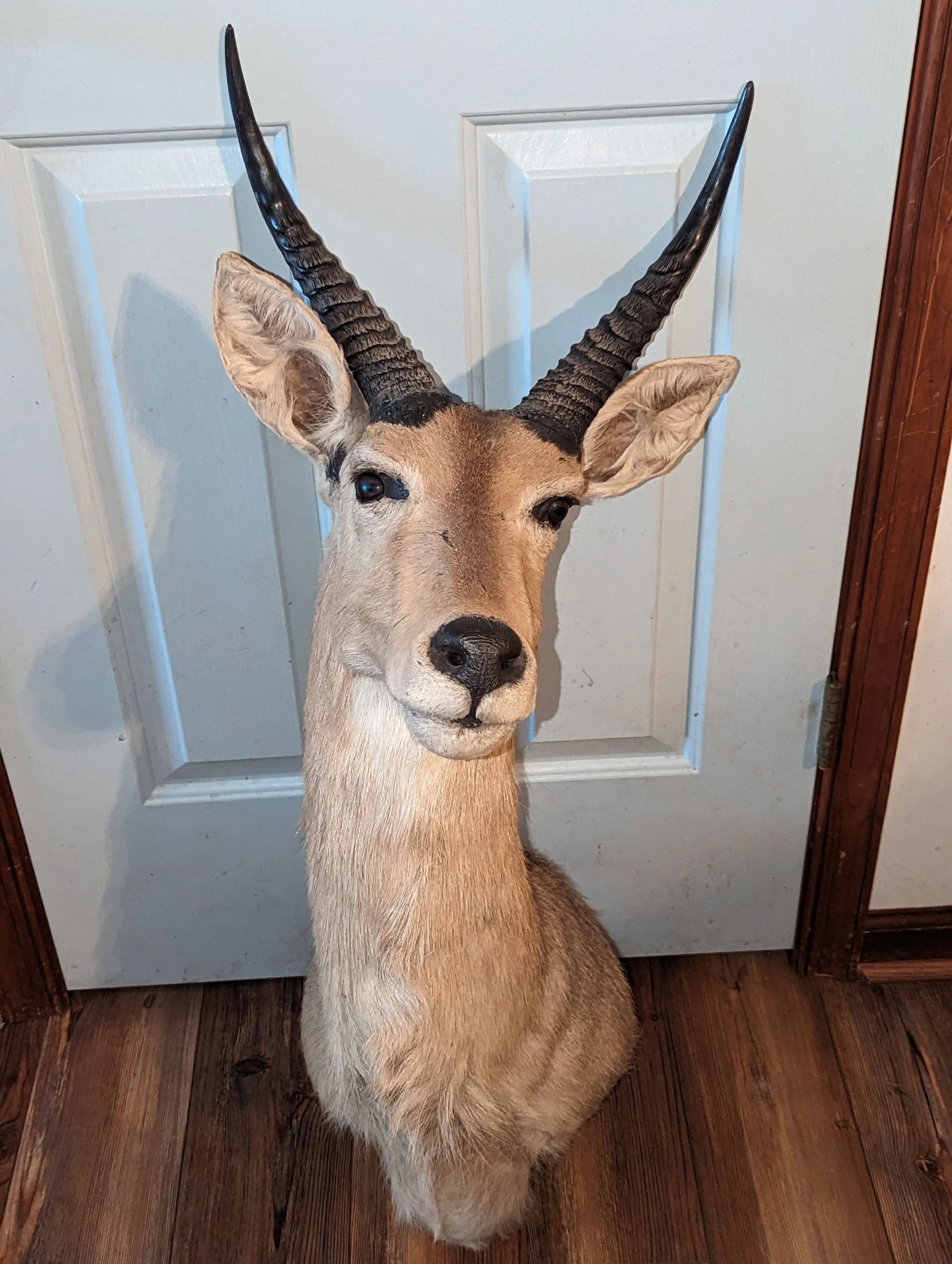 Vintage Reedbuck Taxidermy Shoulder Mount