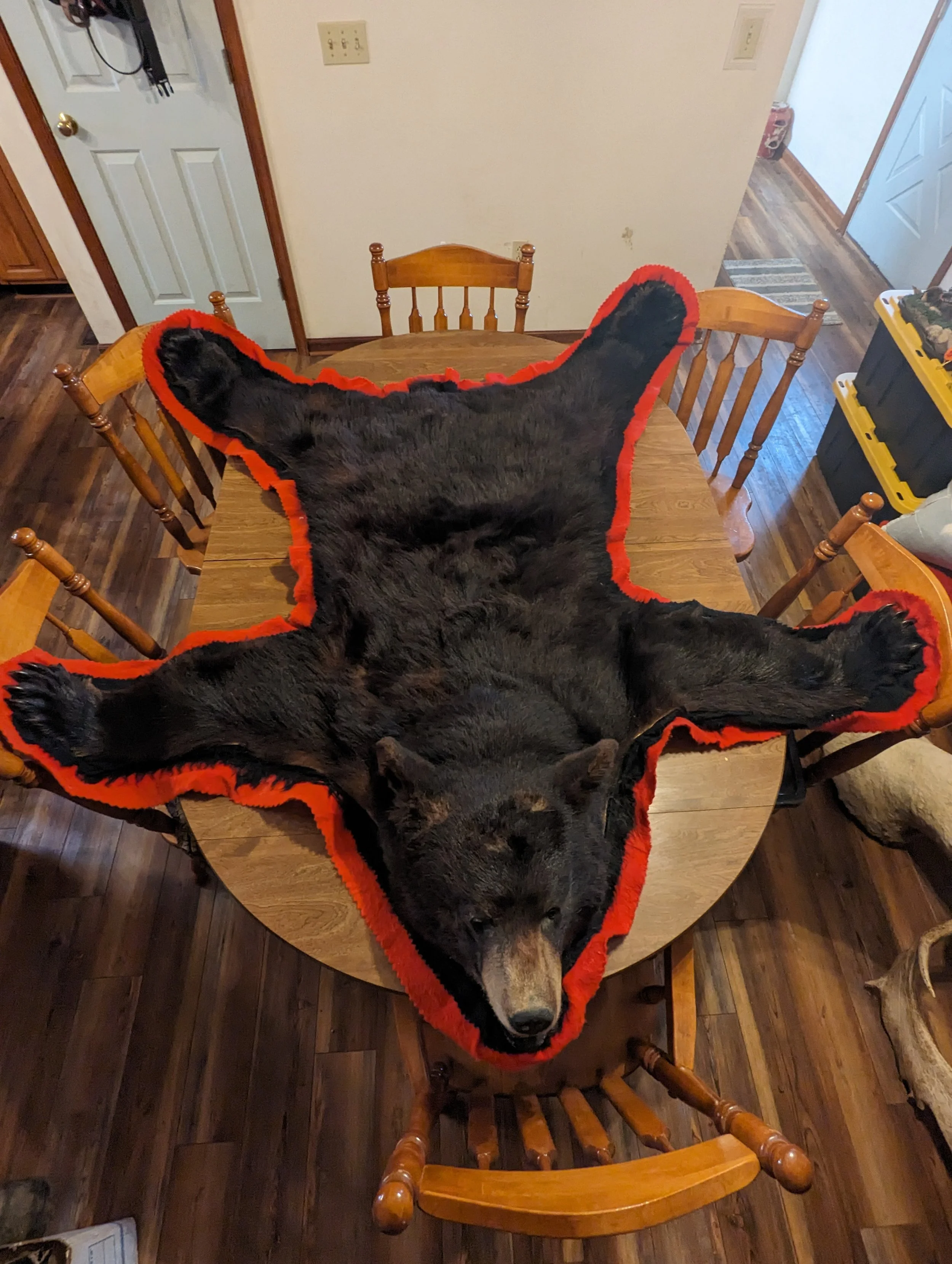 Taxidermy Black Bear Rug 05