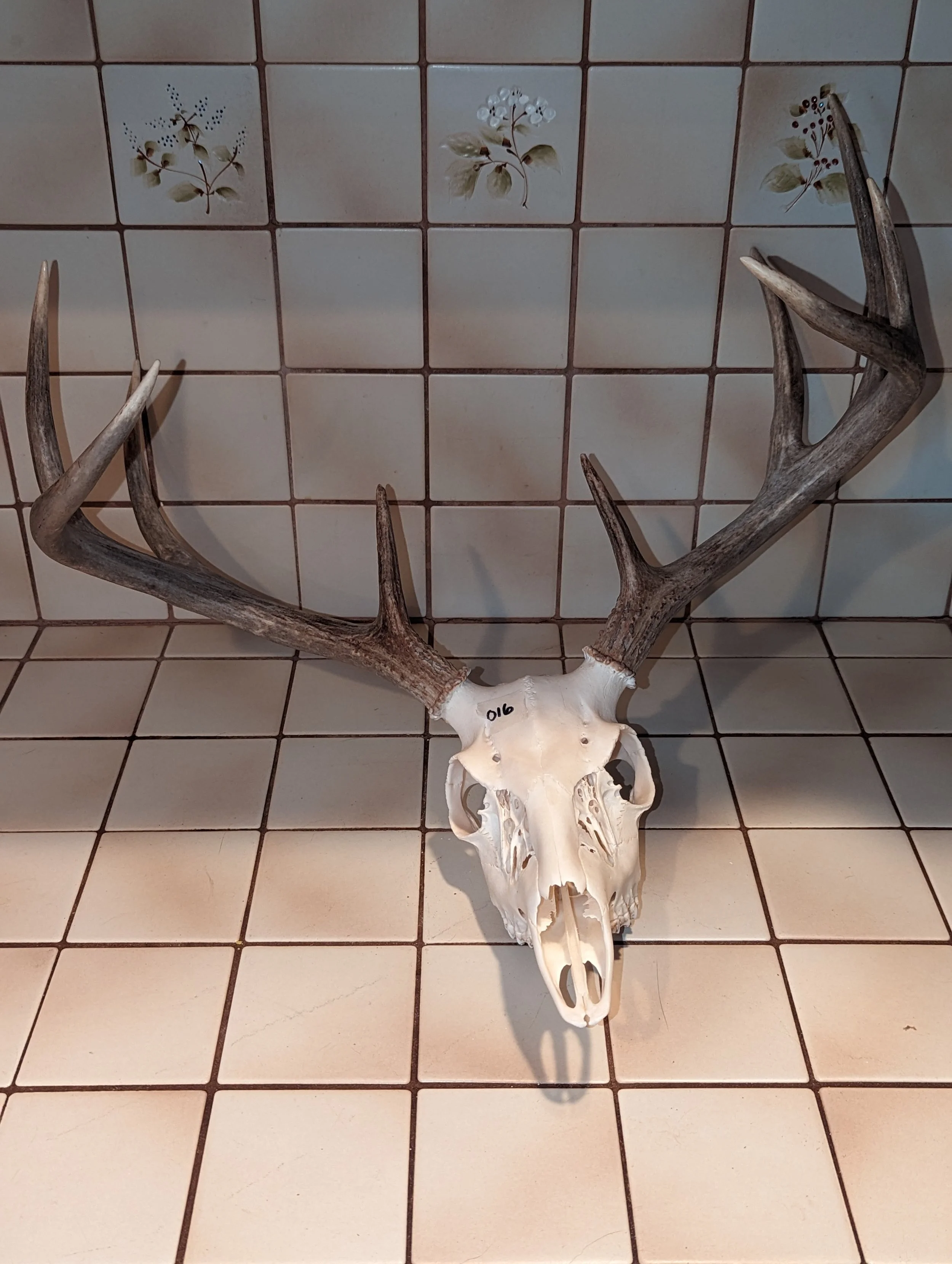 Wyoming Whitetail Deer Skull 016
